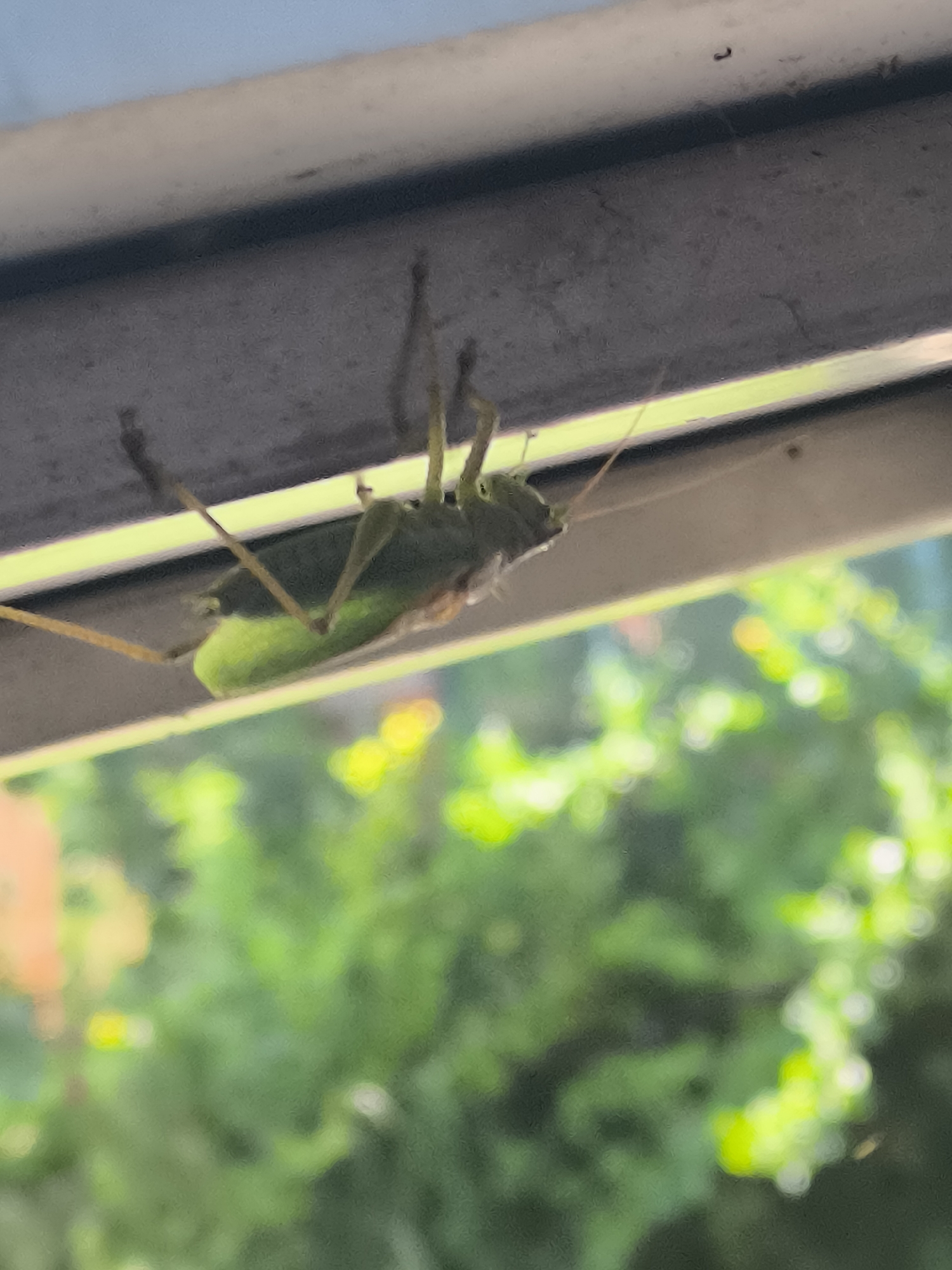 A green grasshopper is clinging upside down to a horizontal grey surface, likely the underside of an overhang or window frame. Its long legs are visible, with two hind legs extended. The grasshopper's body is curved, and its long antennae trail behind it. Out of focus green foliage is visible below, suggesting an outdoor environment. The location is not specified to be in the city of Žiaukos, Lithuania.