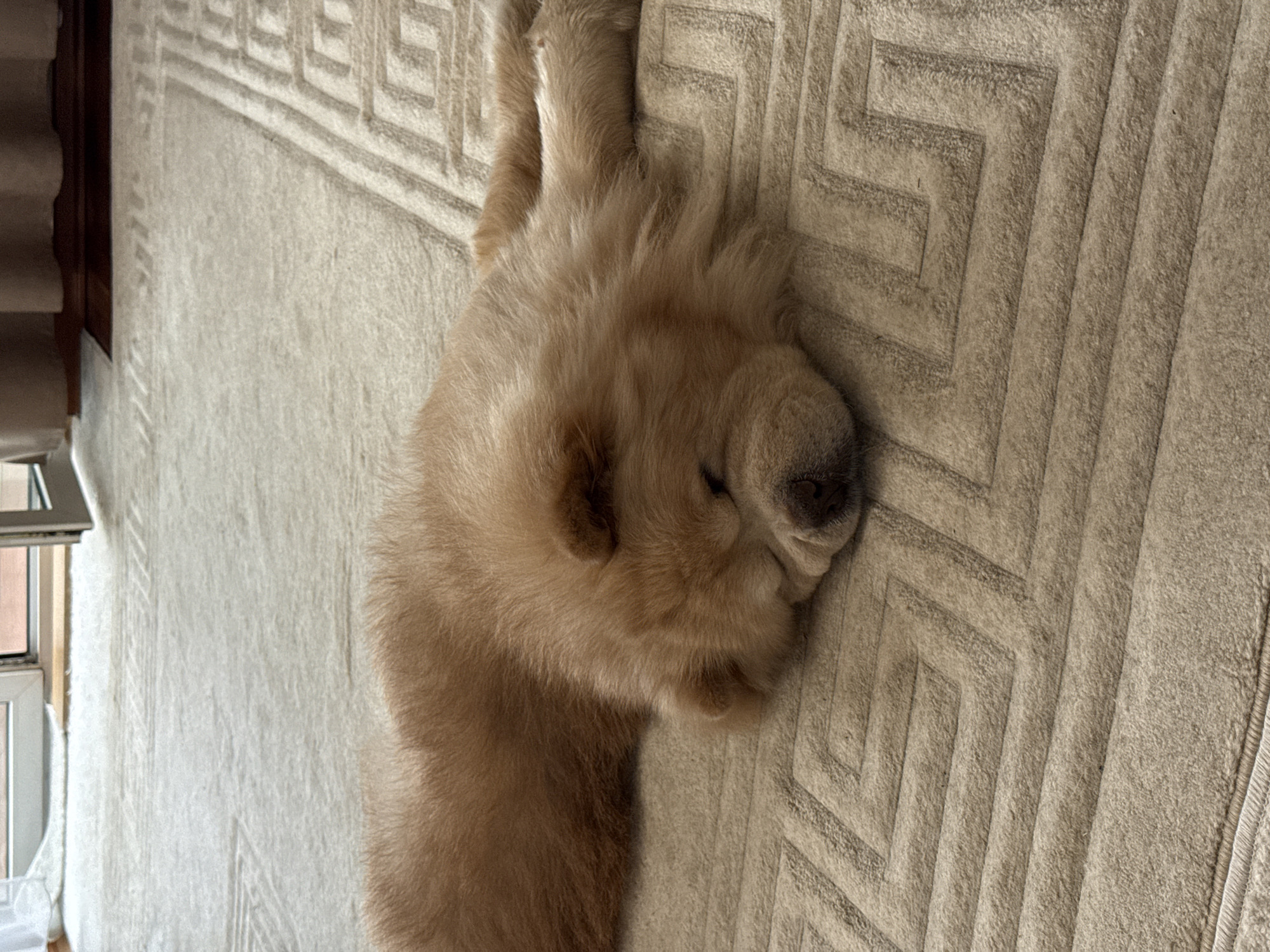 A light-colored, fluffy chow chow dog is sleeping on a cream-colored rug with a geometric pattern. The dog is lying on its side with its head resting on its paws, and its eyes are closed. The rug appears to be in a living room or bedroom, with a doorway and curtains visible in the background. There is no indication that this image is located in Moscow, Russia.