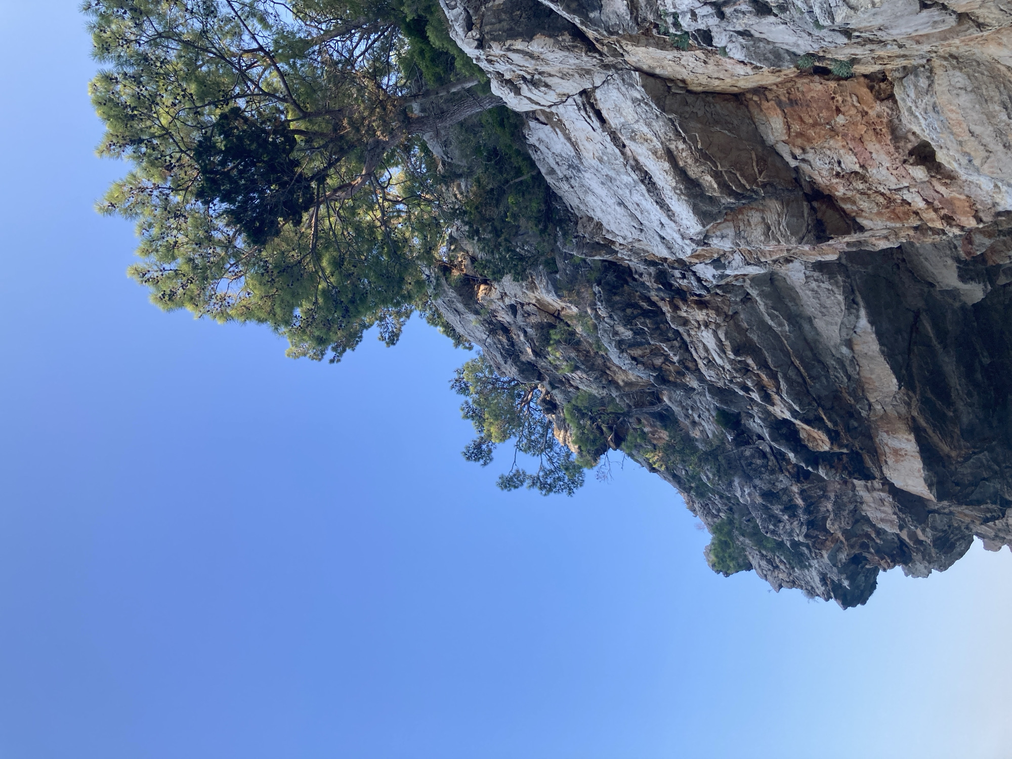 An upward-facing shot captures a rugged, multi-layered cliff face against a clear, pale blue sky. The rock formations are predominantly grey and tan, with streaks of rust-colored mineral deposits. Green pine trees and other foliage cling precariously to the cliff's ledges and crevices, their branches reaching towards the sky. The perspective emphasizes the sheer scale and texture of the natural landscape. This scene is located near the city of Kemer, Turkey.