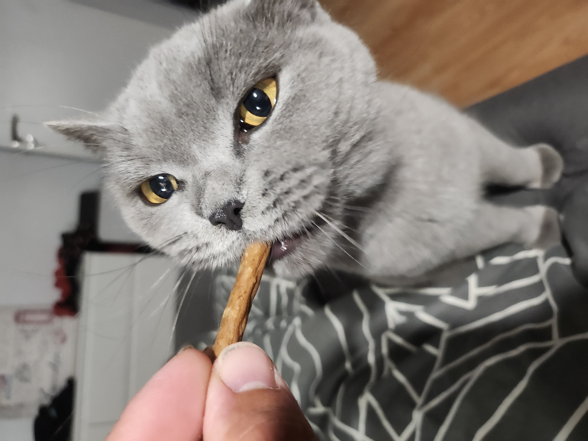 In Tsarevo, Bulgaria, a close-up shot captures a British Shorthair cat being fed a treat by a human hand. The cat, with its grey fur and striking yellow eyes, is in the process of biting the treat held by the hand. The background reveals a dark grey and white patterned surface, likely a bed or sofa, and a wooden floor. The scene is indoors, with a blurred background indicating a domestic setting.
