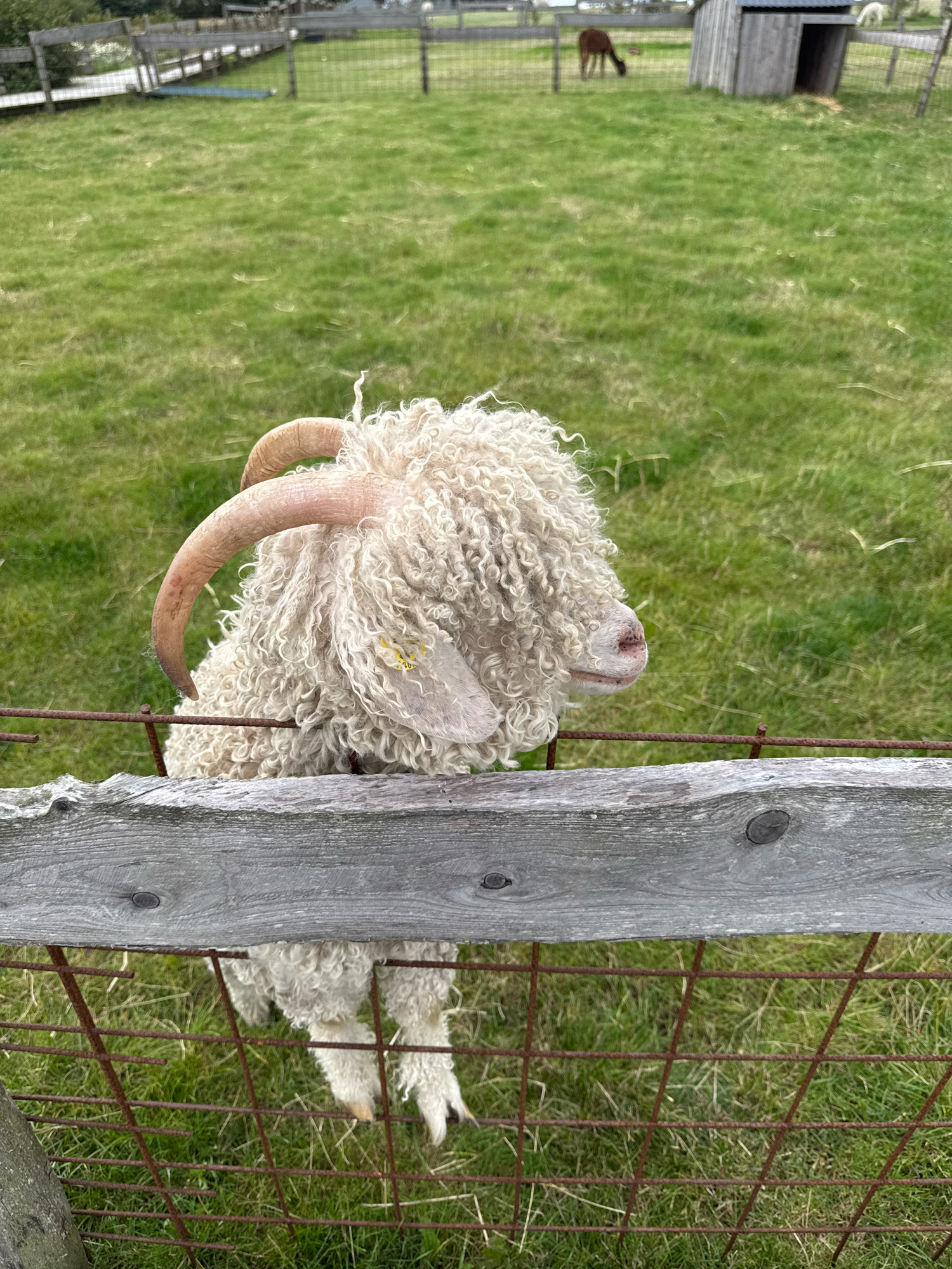 A medium shot shows a fluffy, white Angora goat with long, curved horns standing behind a wooden fence and a wire mesh enclosure in a grassy field. The goat's face is mostly obscured by its curly wool. Its left ear has a yellow tag. In the background, a brown alpaca is grazing in the field, and a small wooden shed is visible. The environment is a rural farm or sanctuary.