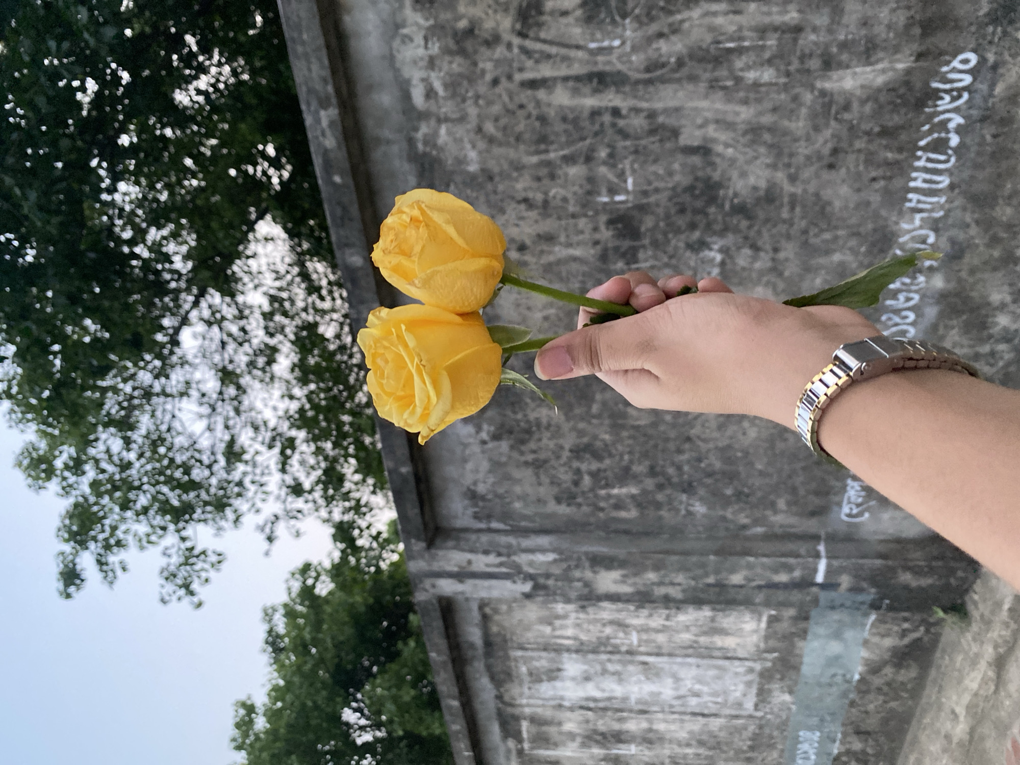 A hand wearing a gold and silver watch holds two yellow roses. The background includes a concrete wall with writing in an unidentified script, and foliage from trees in the upper left and lower left portions of the image. The location is Dhaka, Bangladesh.