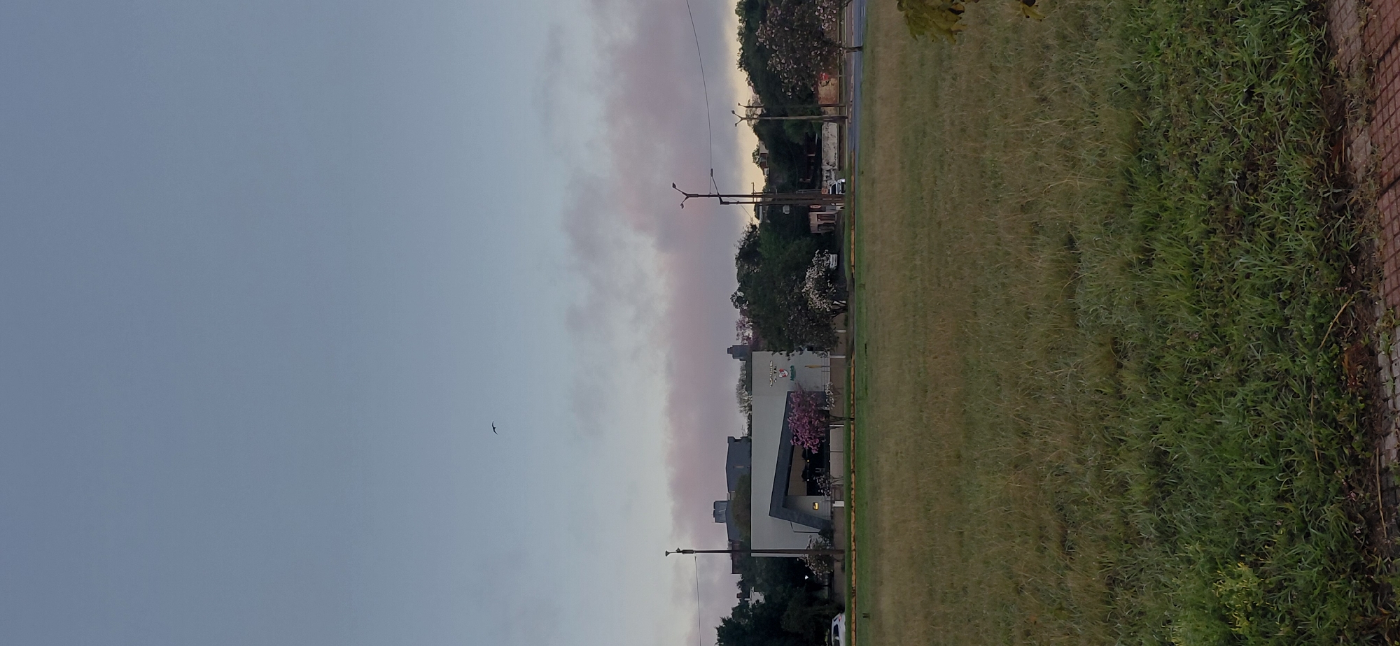 The image depicts an outdoor scene, likely in Encarnación, Paraguay, at dusk or dawn. In the foreground, a large expanse of mowed grass occupies the majority of the frame, with some patchy brown areas and a cobblestone-like border visible at the very bottom. In the middle ground, a low-lying building with a modern, angular design and a dark-tinted window is visible, flanked by trees, including one with pink blossoms and another with white flowers. A street with lampposts runs in front of the building, and a few cars are parked or driving on it. In the background, more trees and some buildings, including one with a distinctly arched roof, are present. The sky above is a pale blue, transitioning into a soft pink hue near the horizon, with scattered clouds. A single bird is captured in flight in the upper portion of the sky. The overall atmosphere is tranquil and serene.
