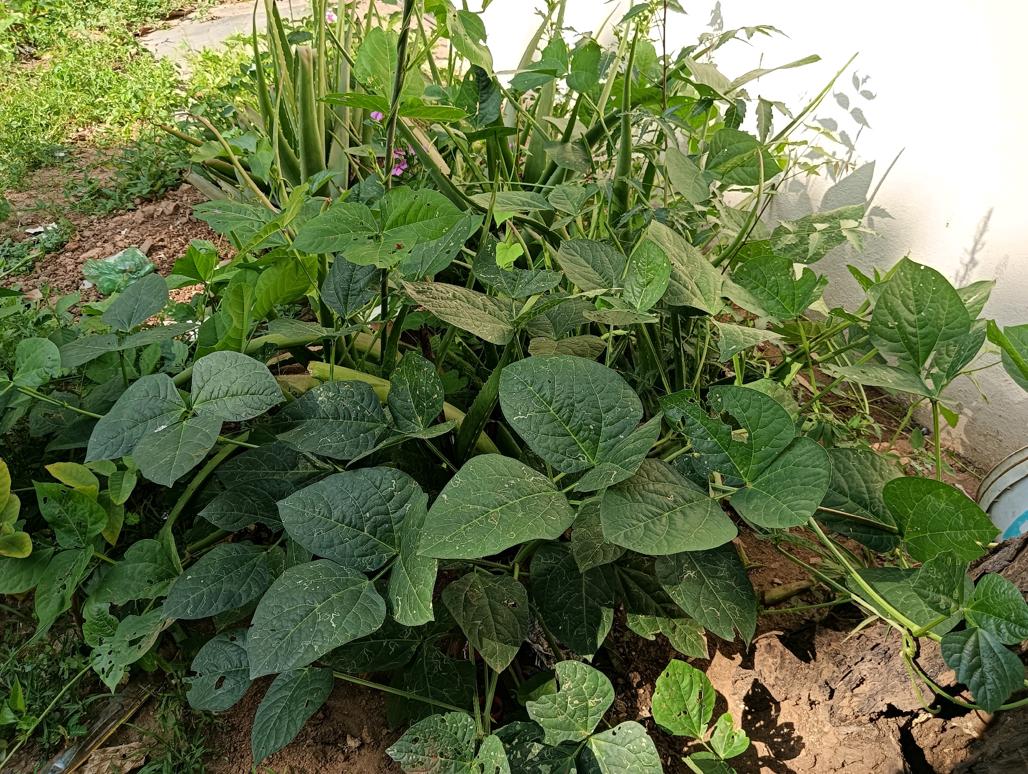 The image shows a close-up view of a garden bed in Hosapete, India. The foreground is dominated by a lush green bush, likely a bean plant, with large, textured leaves. Some leaves show signs of damage, with small holes and lighter-colored trails indicating insect activity. Interspersed with the bean plants are the tall, spiky leaves of an aloe vera plant. The ground beneath the plants is a mix of dark soil and dry, reddish earth, with some dry plant debris and a piece of weathered wood in the lower right corner. In the background, a white wall is visible, casting shadows of the plants onto its surface. Green grass and other smaller plants are visible to the left of the main bush, extending towards a paved or dirt pathway. The overall scene suggests an outdoor garden in a residential or possibly agricultural setting within the city. The lighting indicates it is daytime, with sunlight casting distinct shadows.