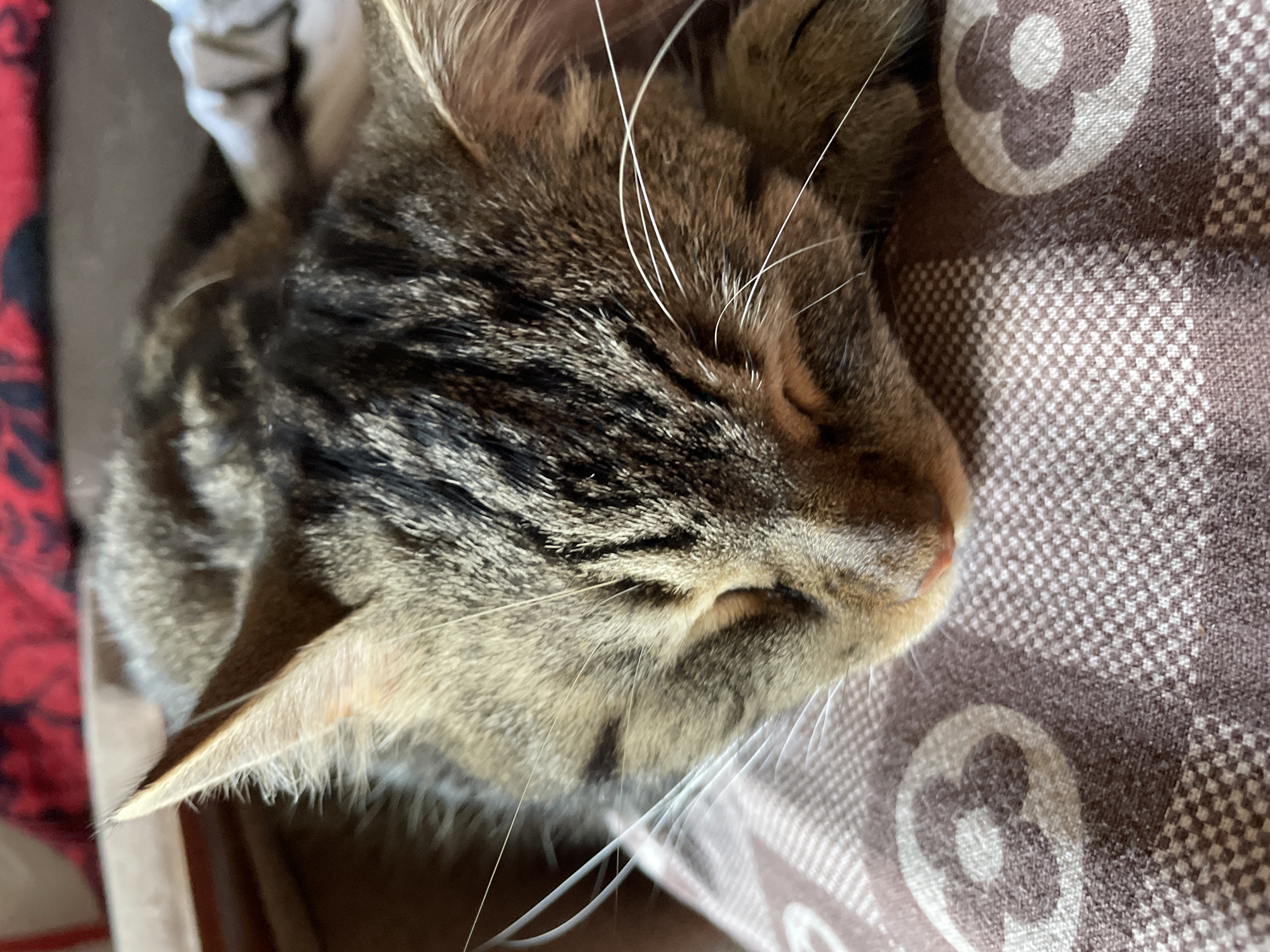 A close-up, eye-level shot shows a tabby cat sleeping on a brown patterned surface. The cat is curled up with its eyes closed and its head resting on its paws. The cat's fur is a mix of brown, black, and gray stripes. The surface it is sleeping on has a checkered pattern with flower-like designs. In the background, a blurred red and black patterned fabric is visible. There are no people or other animals present in the image. The lighting suggests an indoor setting. There is no information available to determine the location of this image within the city of Cherkasy, Ukraine.