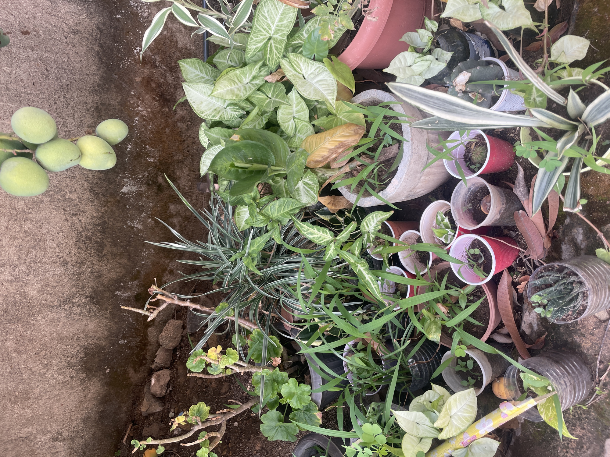The image depicts a collection of potted plants arranged on the ground next to a concrete surface. The plants are of various species and sizes, including Syngonium podophyllum, a succulent in a clear plastic bottle, and grasses. The pots consist of plastic cups and terra cotta containers. A cluster of green mangos lies on the concrete. The location of the image is identified as Jos, Nigeria.