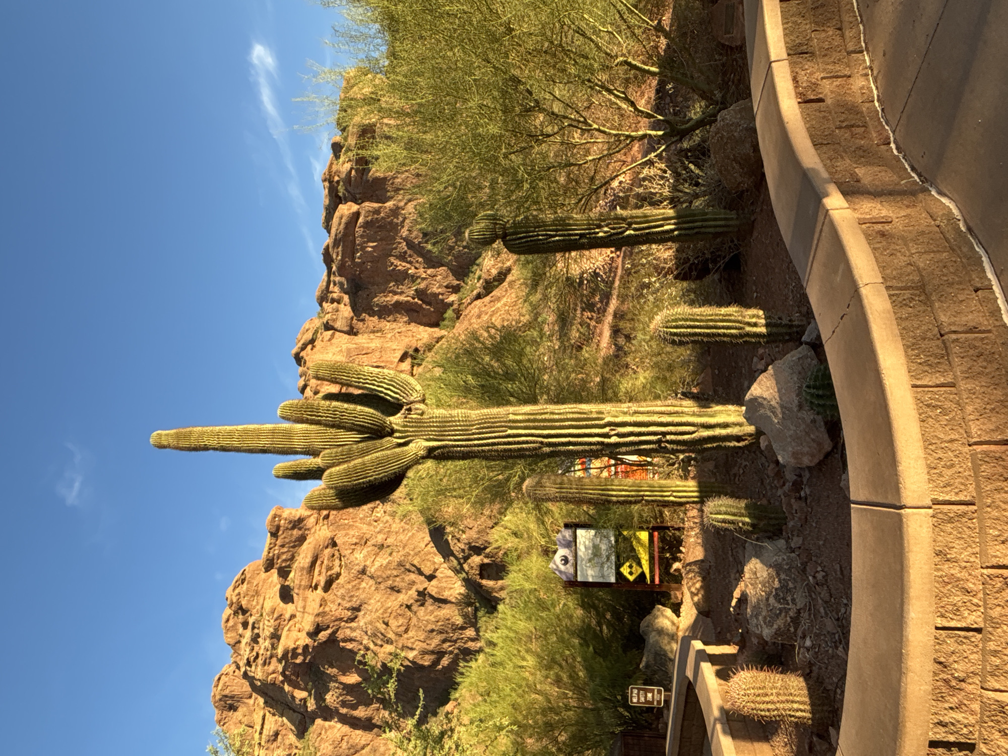A mid-shot captures a sunlit desert landscape with a clear blue sky in Phoenix, Arizona. Dominating the scene is a tall saguaro cactus, its arms reaching upwards, bathed in the warm glow of the setting or rising sun. To its left and right, smaller cacti and desert shrubs thrive. In the background, rugged, reddish-brown rock formations rise, carved by time and elements. A paved walkway curves into the foreground, bordered by a textured brick wall. Signs are visible near the cacti, indicating information or warnings. The overall impression is one of a tranquil desert environment, showcasing the resilient beauty of the Sonoran Desert.