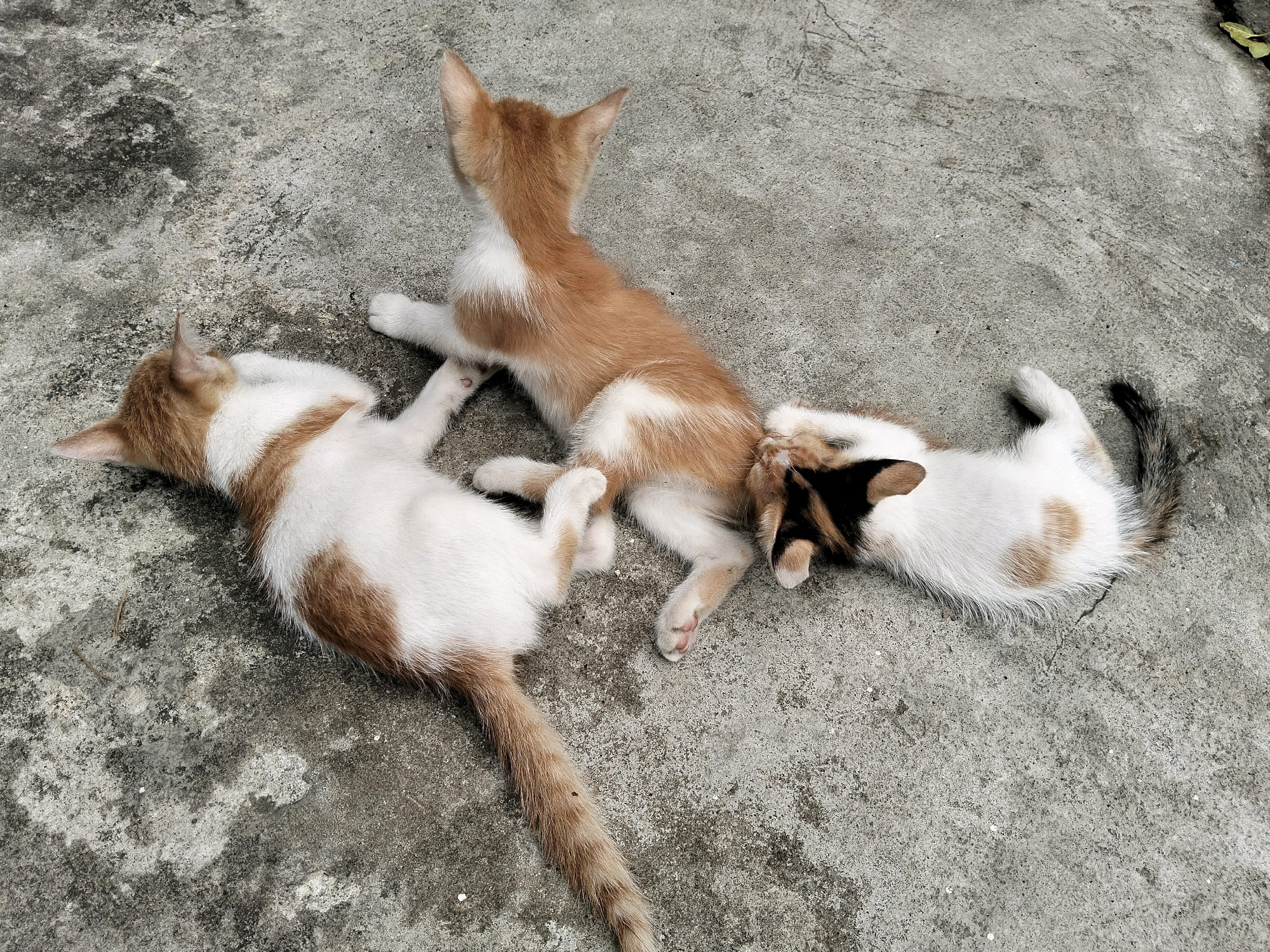 Three domestic short-haired kittens, one ginger and white, one calico, and another ginger and white, are lying on a concrete surface. The kittens are positioned in a triangular formation. The ginger and white kitten on the left is lying on its back with its paws in the air. The second ginger and white kitten is in the center, facing away from the camera, with its head down, possibly grooming or interacting with the calico kitten. The calico kitten is on the right, curled up with its head tucked under its body. The concrete surface appears to be weathered and somewhat uneven, with some scuff marks and discoloration. The lighting suggests an outdoor environment, possibly in a city like Arang Limbung, Indonesia, given the appearance of the concrete. There are no humans or other animals visible in the image.