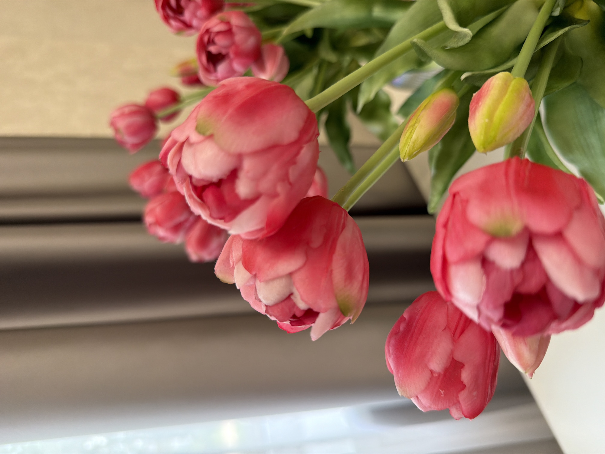 This is a close-up, indoor photograph of a bouquet of pink and green tulips. The tulips are the primary subjects, with several fully bloomed flowers and some unopened buds visible. The flowers are a vibrant pink, with some lighter pink or white accents on the petals. The leaves and stems are a lush green. The background is blurred, but appears to be a neutral-toned indoor setting, possibly near a window with horizontal blinds. The lighting suggests it is daytime, with soft, diffused light. The overall mood is fresh and natural, evoking a sense of spring. There is no visible text in the image.