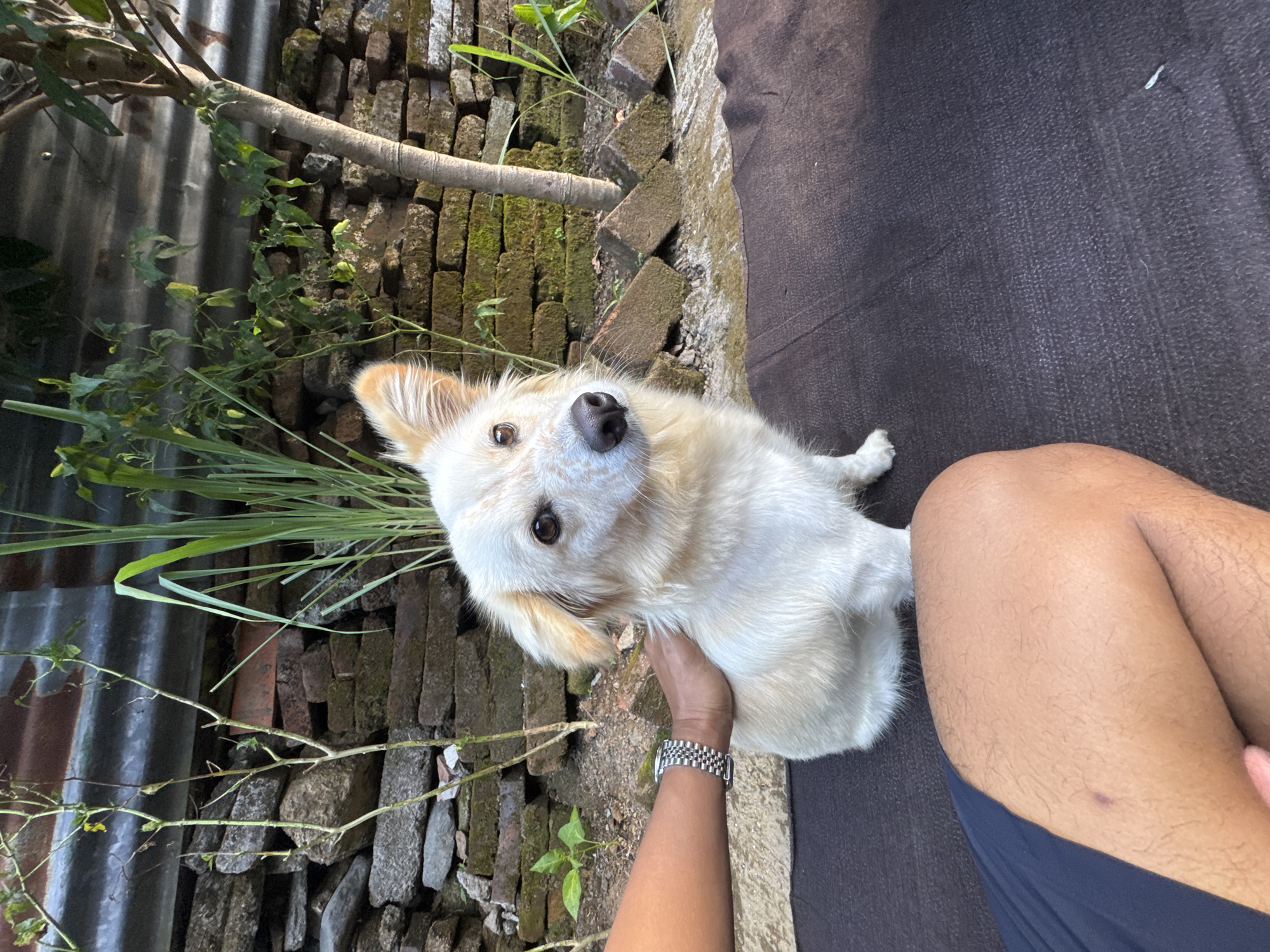 A light-colored dog with tan markings and floppy ears sits on a dark brown mat, facing the camera. A person's arm, wearing a silver wristwatch, rests on the dog's back. The background consists of a stone wall, a corrugated metal structure, and a tree. Scattered bricks are visible on the ground. The scene appears to be an outdoor area, possibly a yard, in Busungbiu, Indonesia.