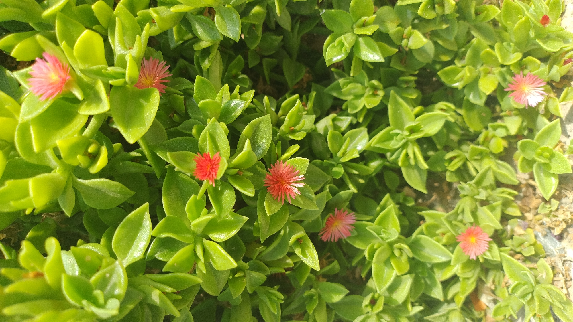 A close-up, overhead shot captures a dense ground cover of succulent plants with bright green, fleshy leaves. Scattered among the foliage are small, star-shaped flowers in shades of pink and red. The plants appear to be thriving in a natural or garden setting, likely in the city of Neoi Epivates, Greece, suggested by the contextual information. The focus is entirely on the flora, with no humans or animals present. The overall impression is one of lushness and vibrant color against a natural background.