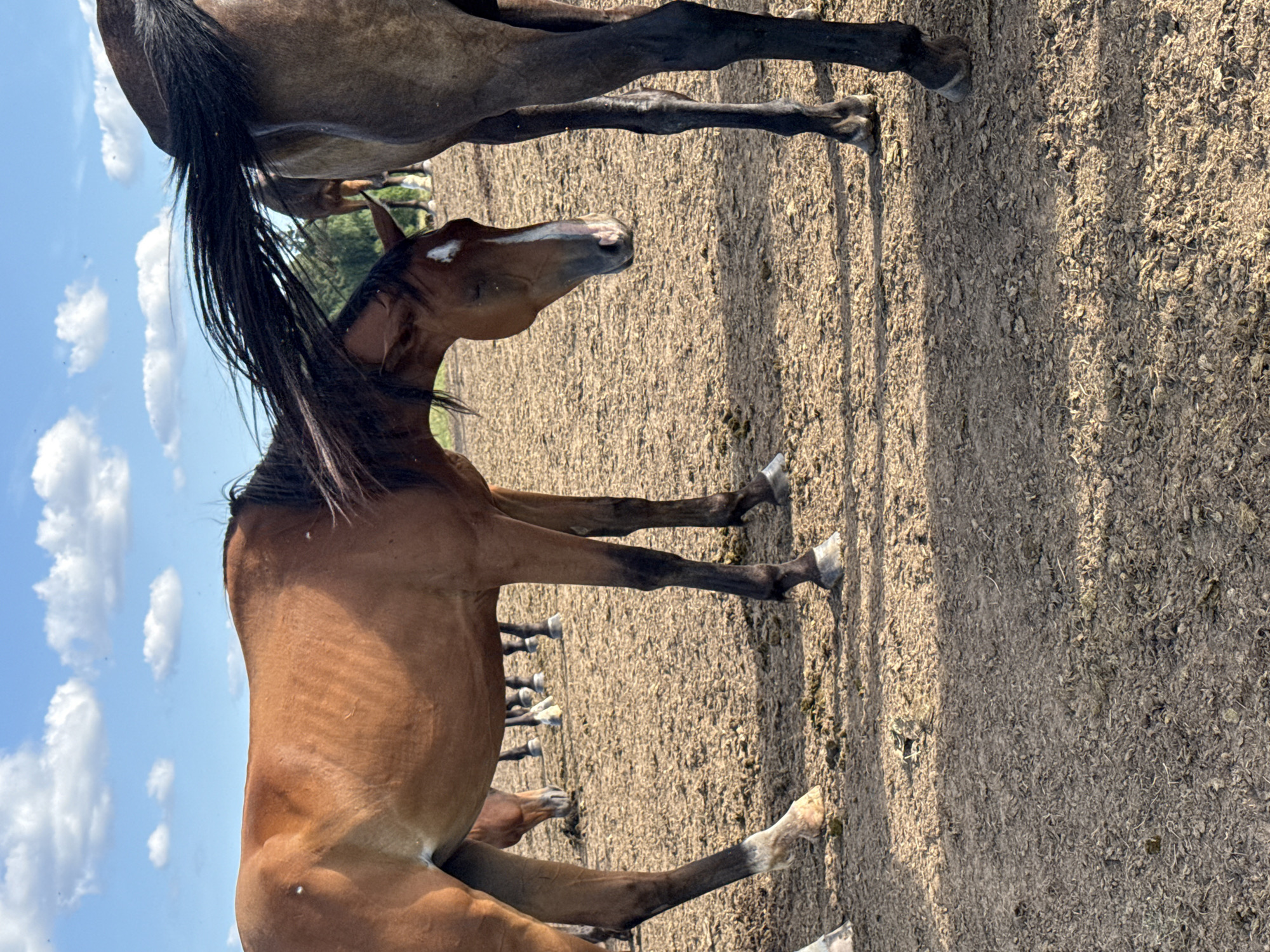 The image depicts a group of horses in an outdoor enclosure, likely a paddock or corral, on a sunny day. The ground is covered with dry dirt and what appears to be wood chips or shavings, suggesting a managed equestrian facility. In the foreground, two horses are prominently visible. The horse on the left is a reddish-brown color and is facing downwards, its head bent as if sniffing the ground. It has a white marking on its forehead and its ribs are visible, indicating it may be thin. The horse on the right is a darker color, possibly dark brown or black, and only its hindquarters and legs are visible. Its tail is long and dark, and it appears to be standing. In the background, other horses can be seen further back, some with their heads down, also appearing to be grazing or interacting with the ground. The sky above is blue with scattered white clouds. The overall scene suggests a typical day at a horse farm or stable. This particular scene is located in the village of Galinė, Lithuania.