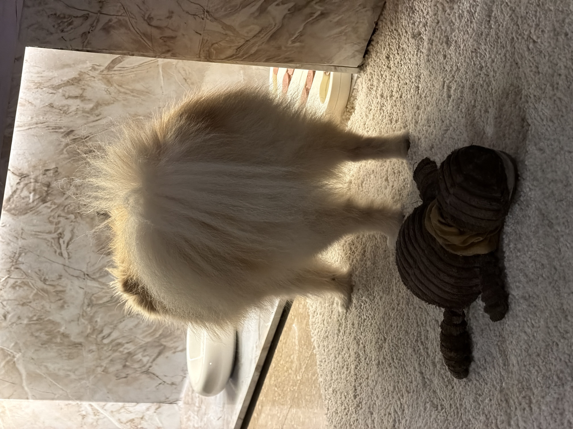 The image depicts the rear view of a fluffy, light-colored Pomeranian dog standing on a cream-colored shag rug. The dog is facing away from the camera, and its hindquarters and tail are prominent. In the foreground, on the rug, lies a brown, plush toy that appears to be a stuffed animal. Behind the dog, there is a white, oval-shaped object, possibly a pet bowl, on a marble-like surface. The background features a wall with a marble-like pattern and some lighting. There is no visible indication of the image being taken in Barcelona, Spain.