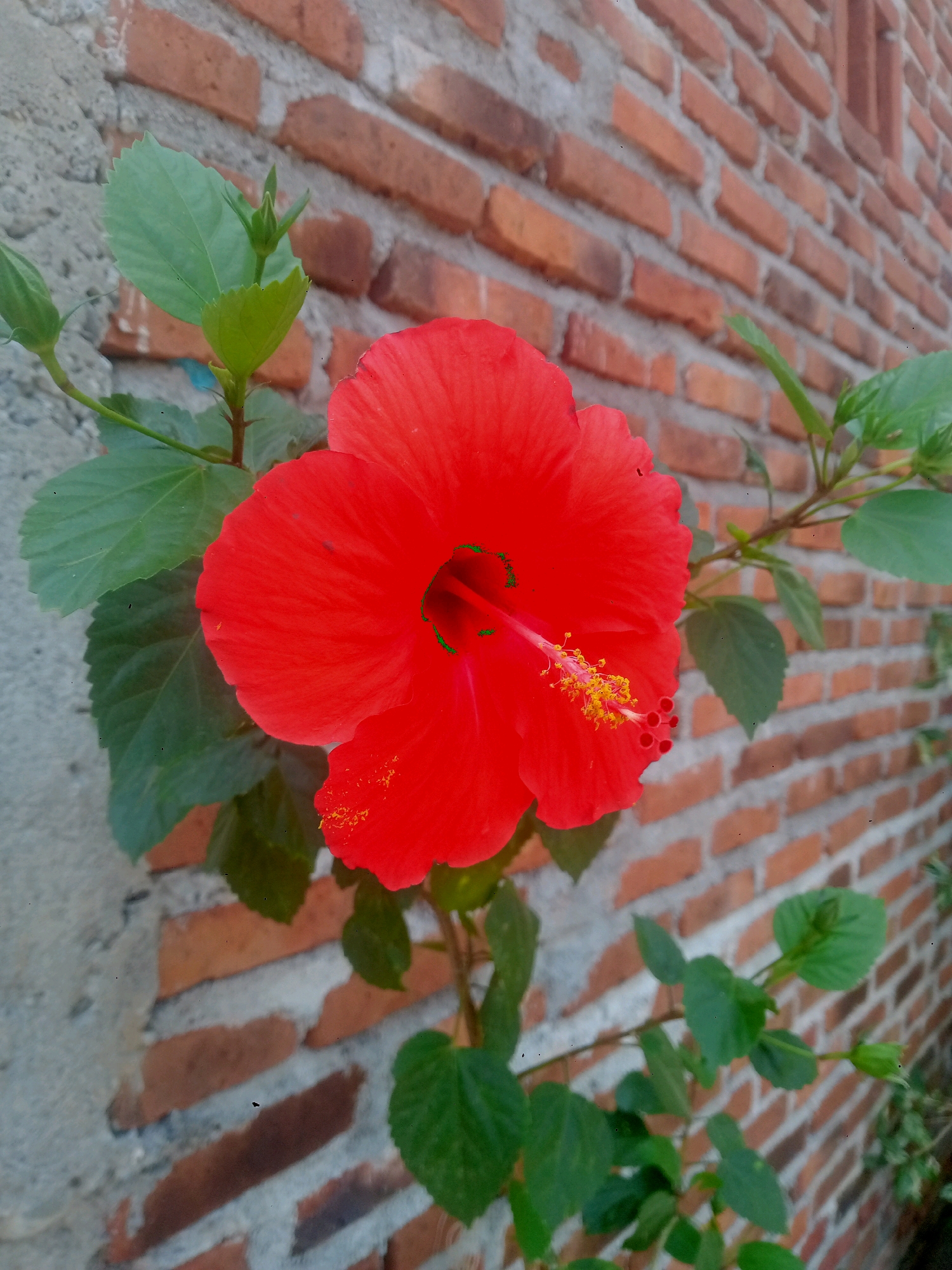A single, vibrant red hibiscus flower with prominent yellow stamens is in full bloom. It is positioned slightly to the left of the frame, with its petals unfurled. Several green leaves, some with serrated edges, surround the flower, with a few buds visible, indicating the plant's ongoing growth. The flower and foliage are set against a textured brick wall, composed of reddish-brown bricks laid horizontally. To the left of the brick wall, a section of a rough, light-grey concrete wall is visible. The scene appears to be outdoors, given the natural lighting and the presence of plant life, and it is plausible to be located in a residential area in Sanan, Indonesia, where such flora and building materials are common.