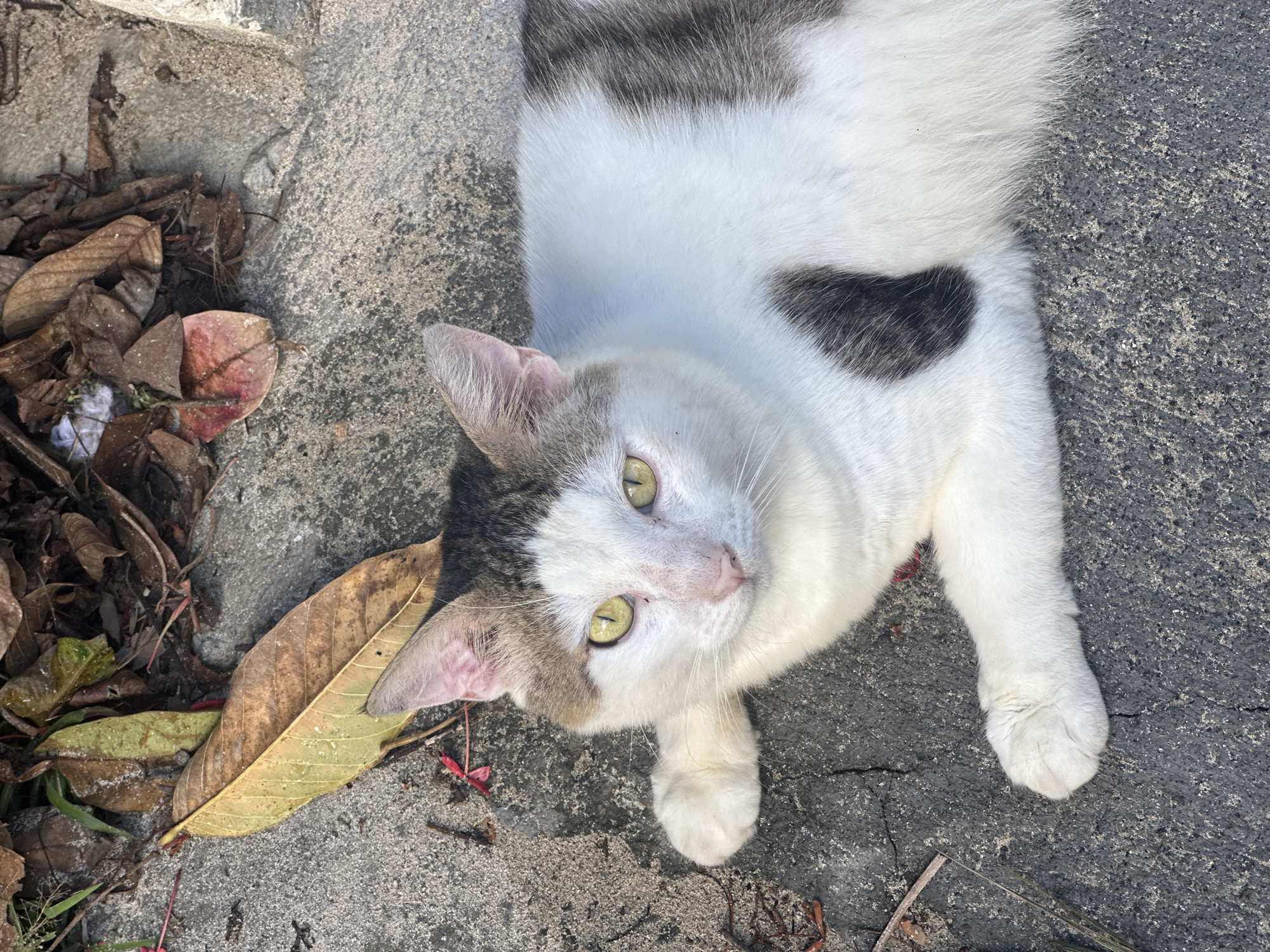 A white cat with gray and black spots is lying on its back on a concrete surface. Its head is turned toward the camera, with its paws resting on the concrete. The cat's fur appears smooth and clean. The concrete is cracked in places and littered with leaves. The location appears to be outdoors. The background is out of focus, providing no clear indication of being in the city of Le Gosier, France. No people or specific interactions are visible in the image.
