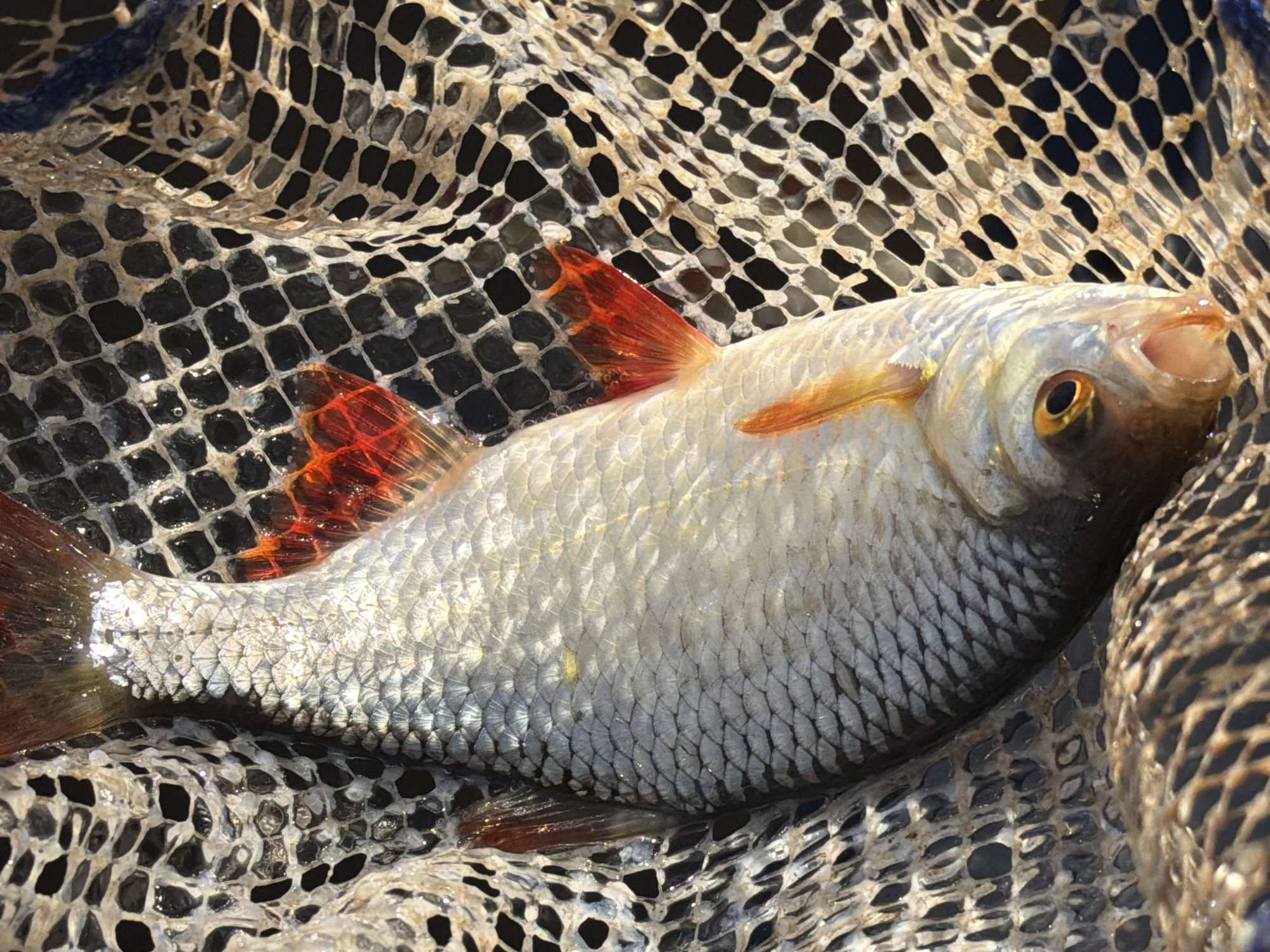 A fish is lying in a fishing net. The fish is silver with red fins. Its mouth is open. The net is coarse and tan. The location is unknown.