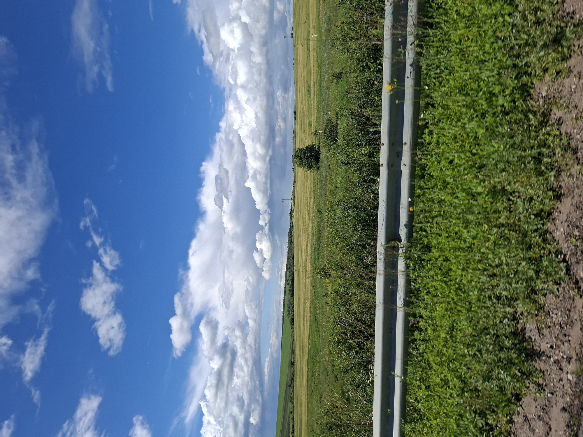 The image depicts a vast, rural landscape under a bright blue sky dotted with voluminous white clouds. In the foreground, a metal guardrail runs horizontally across the frame, separating the viewer from a patch of green vegetation. Beyond the guardrail, a dense growth of green bushes and wild grasses stretches towards a distant field of golden-brown crops. The field appears to be on a gentle slope, with rolling hills in the background. A solitary, dark green tree stands in the middle of the field, adding a point of interest to the otherwise open expanse. The horizon is marked by a line of trees and subtle, hazy structures. The overall impression is one of a peaceful, agricultural scene, likely in a temperate climate, under a dynamic sky. The image does not contain any people or discernible actions, focusing solely on the natural environment.