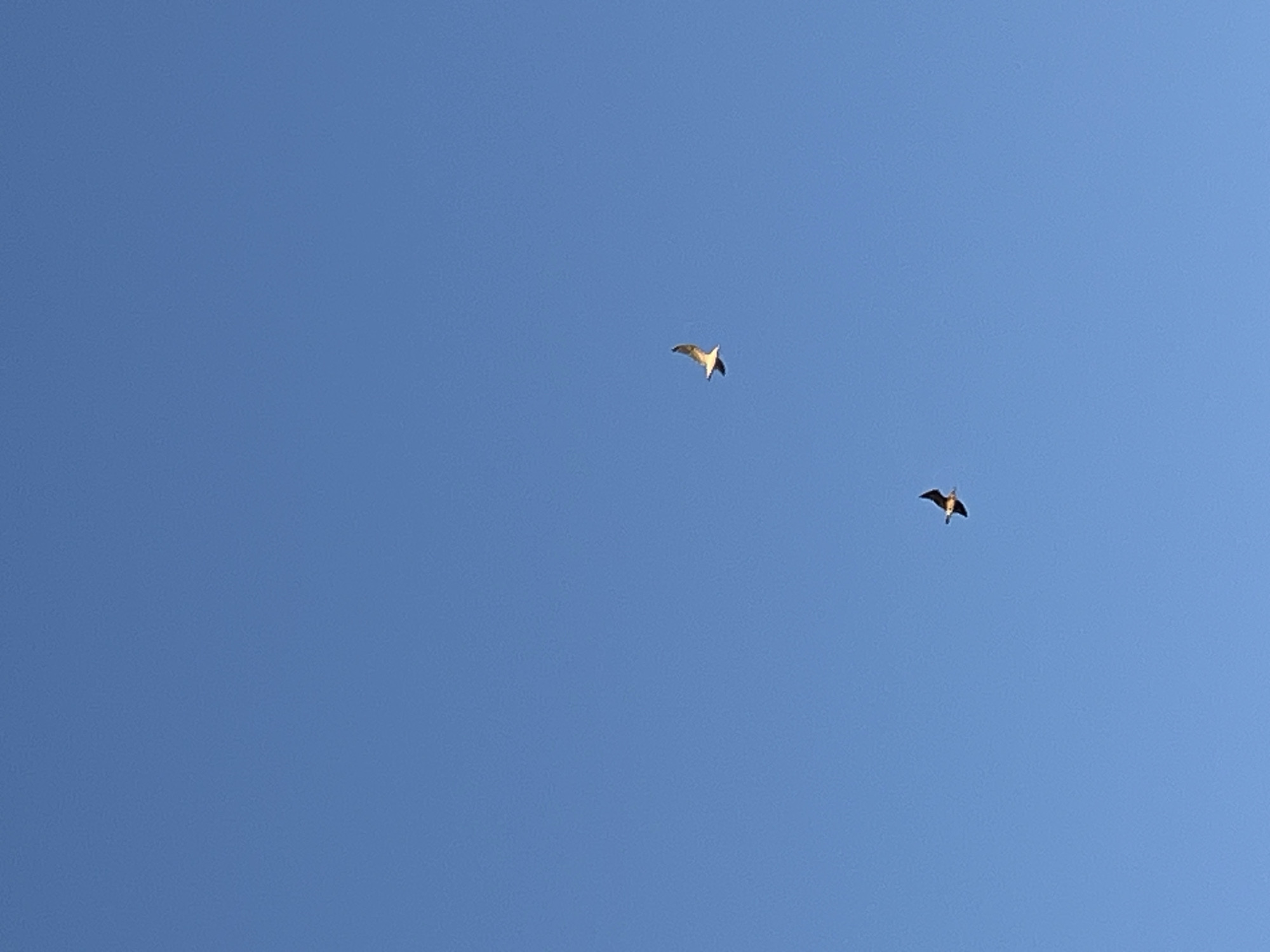 In the city of Ureki, Georgia, two birds are captured in mid-flight against a clear, vibrant blue sky. The bird on the right is positioned higher in the frame, with its wings outstretched and its body angled slightly downwards. The bird on the left is lower and to the left of the first bird, also with its wings extended. Both birds appear to be silhouetted against the bright sky, with some detail visible in their feathers. The scene is devoid of any other elements, focusing solely on the birds and the expansive sky.