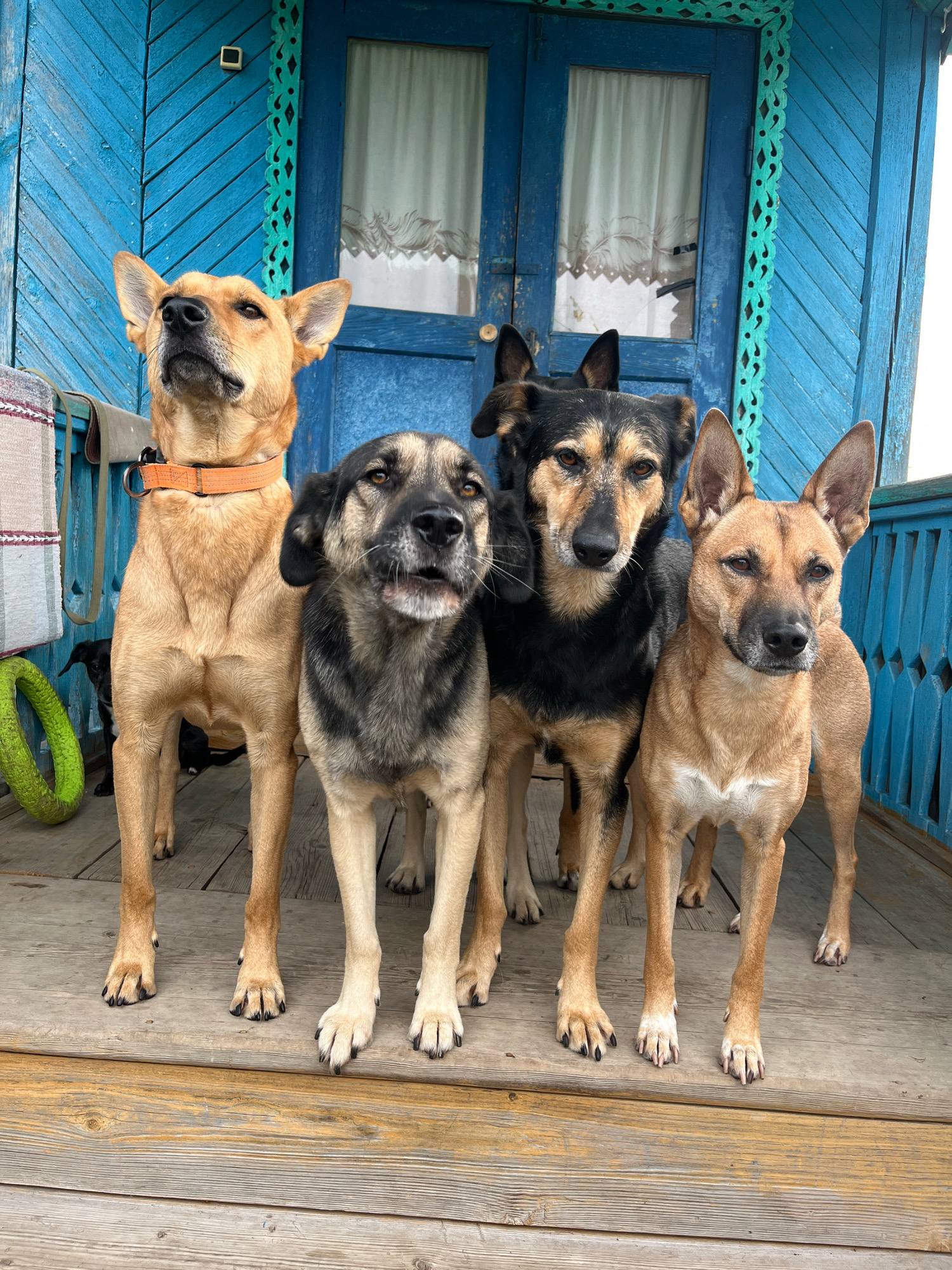 Four dogs stand on a wooden porch in front of a bright blue wooden house with decorative green trim around the door. The dog on the far left is light brown and has an orange collar. The dog next to it is larger and has a black and tan coat. The third dog from the left is also black and tan. The dog on the far right is light brown with a black muzzle. A green chew toy lies on the porch to the left of the dogs. The house has two tall, narrow windows with white curtains. The scene is likely located in Nizhny Tagil, Russia, given the architectural style of the house.