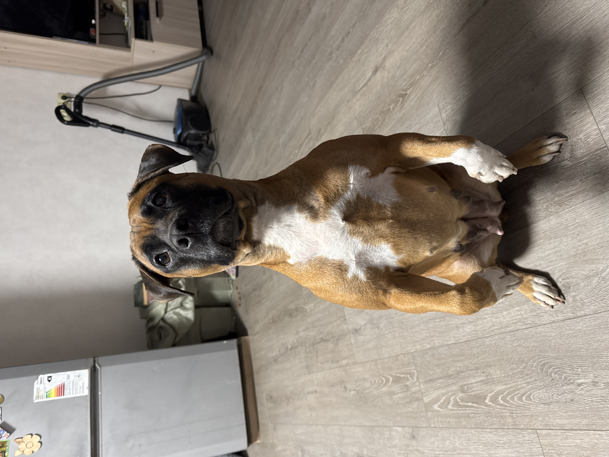 A Boxer dog is lying on its back on a light-colored, wood-look floor in Chaikovsky, Russia. The dog has a brown and white coat. A vacuum cleaner is visible in the background. A refrigerator is visible as well.