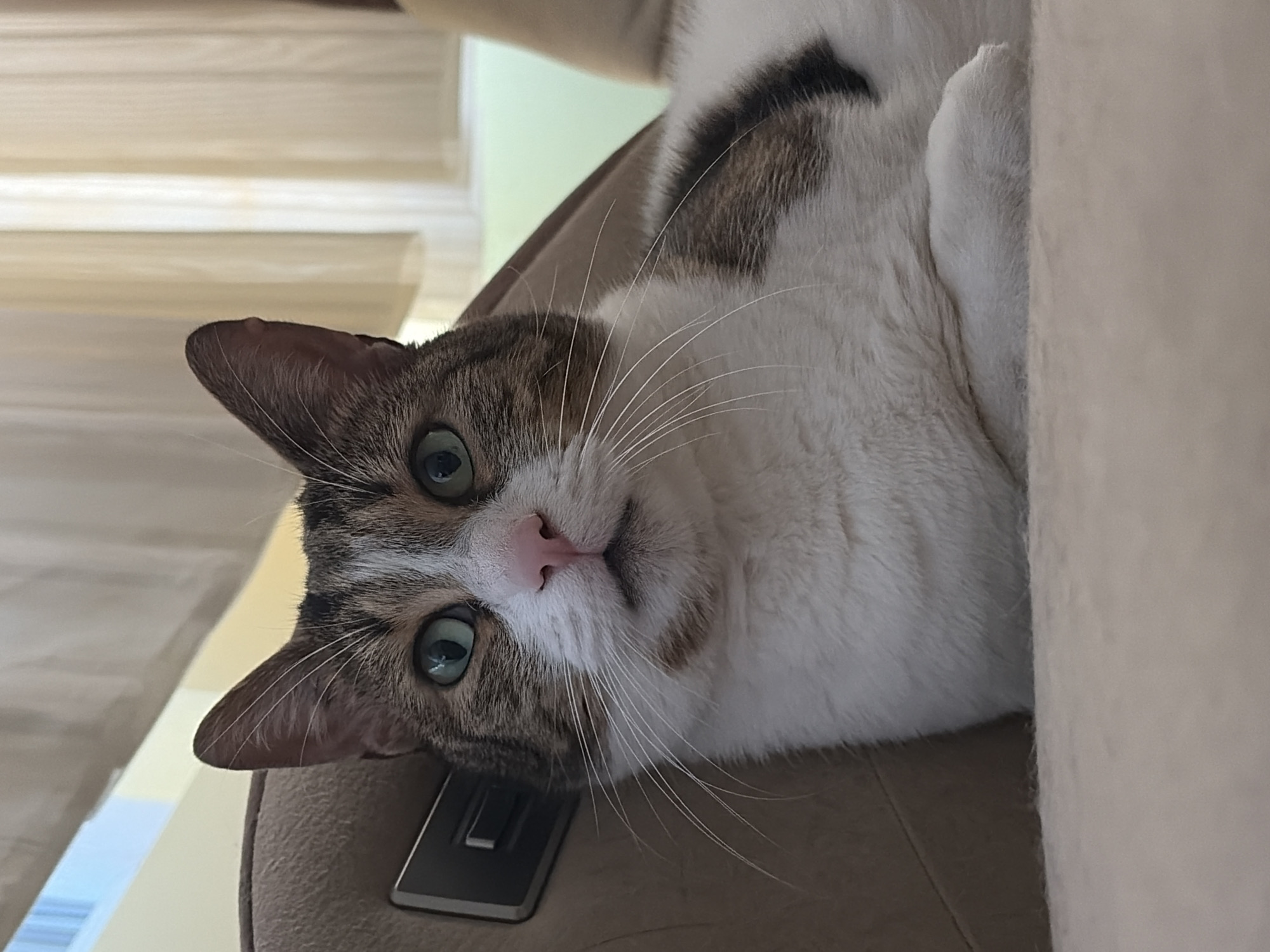 A cat with green eyes and a pink nose is lying on a couch. The cat has white fur with brown and black markings. The couch is a neutral color, and the background is blurred with what appears to be curtains. The lighting is soft and indoor. There are no people visible in the image.