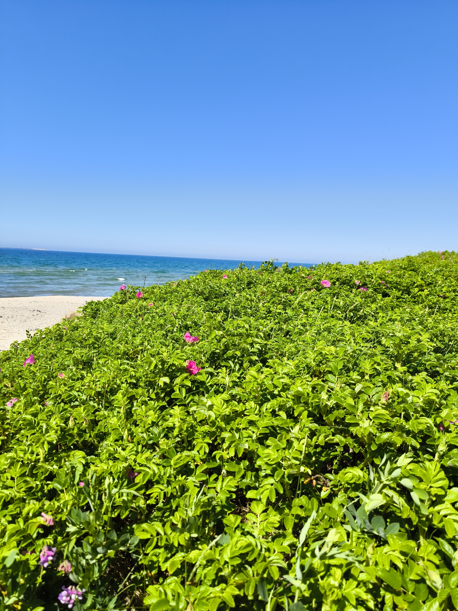 The image captures a vibrant coastal landscape under a clear sky. The upper approximately 40% of the frame features a bright, unblemished blue sky, which lightens subtly towards the horizon. Below the sky, a body of blue-green water, identified as the sea, stretches across the middle of the image, displaying gentle waves near the shore. On the left side, a strip of light-colored sand forms a beach, separating the water from the land. The dominant feature of the lower and right sections of the image is a dense expanse of lush, verdant green vegetation, forming a gentle slope or dune. This foliage consists of numerous small, ovate leaves, suggesting a type of shrub or ground cover. Scattered within this green vegetation are several prominent fuchsia-pink flowers, resembling rose blossoms, along with a few smaller clusters of purple flowers visible in the bottom-left foreground. No human figures, animals, or man-made objects are present or engaged in any actions or interactions within the frame. The scene is brightly illuminated by direct natural sunlight, indicative of a clear day. While the image depicts a coastal setting consistent with such environments globally, there are no specific visual identifiers within the frame to confirm its precise location as Priboy, Russia.