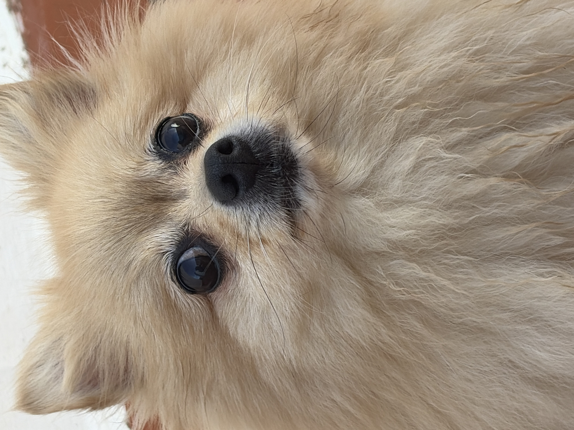 A close-up, head-on, eye-level, medium shot captures a fluffy, light brown Pomeranian dog. The dog's fur is thick and appears slightly damp, with individual strands visible. Its large, dark eyes are wide and reflective, showing a hint of the surroundings. The dog's nose is black and moist. The background is out of focus, featuring a reddish-brown textured surface on the left and a lighter, out-of-focus background on the right. There is no visible indication of Torrevieja, Spain, or any specific urban environment. The dog is the sole subject of the image, and no actions or interactions are depicted.