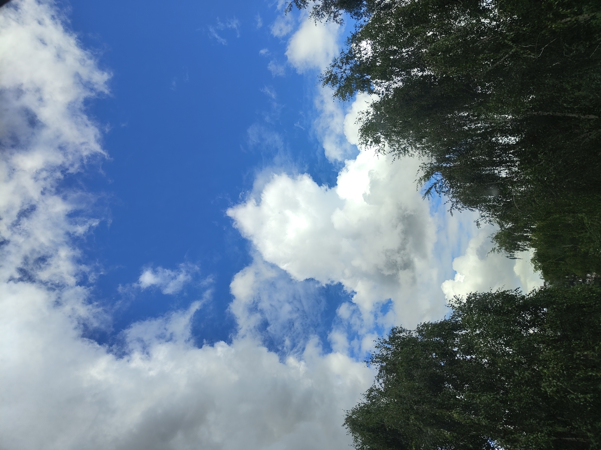 The image captures a cloudy sky over a line of trees, likely in Ryazan, Russia. The sky is predominantly blue, with patches of white and gray clouds. Some clouds are dense and fluffy, while others are wispy and spread out. The trees are dense and leafy, with dark green foliage. The composition suggests an outdoor scene, possibly a park or a residential area with trees. No people or specific urban structures are clearly visible, focusing the view on the natural elements of the sky and trees.