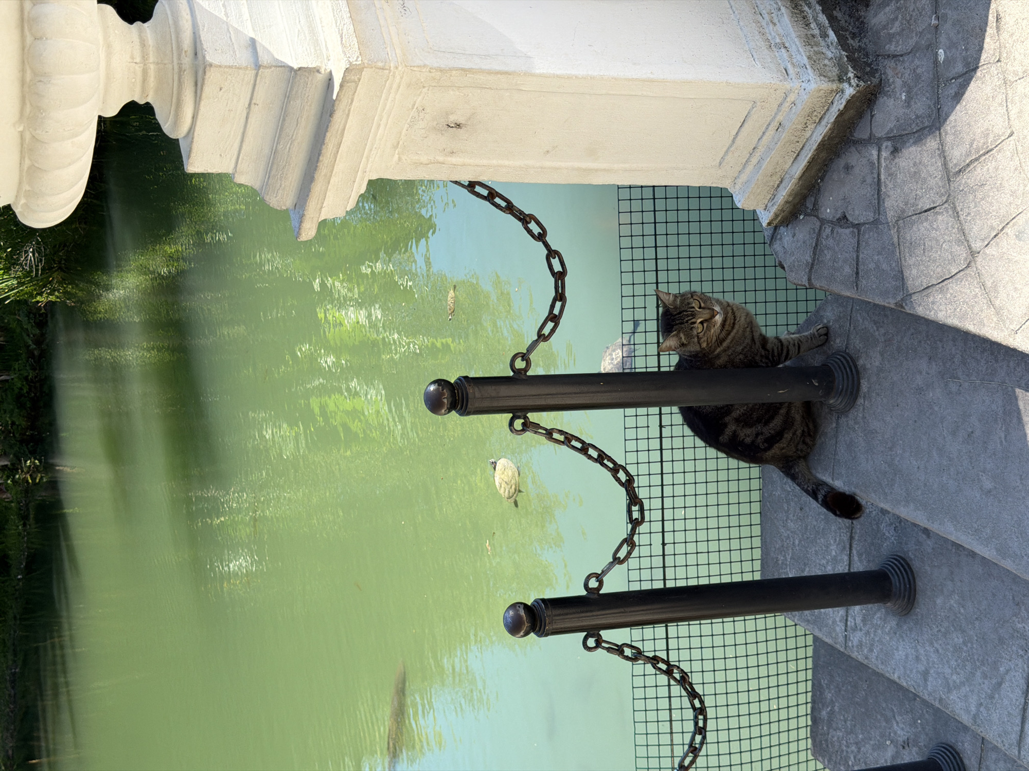 A tabby cat sits on stone steps next to a pond. The pond's water is a bright green, reflecting trees from above. Two turtles are visible in the pond, along with what appear to be fish. A metal fence with a chain runs across the pond's edge, separating it from the steps where the cat is positioned. A large, white stone structure is on the right side of the image. The scene is outdoors in what appears to be a park or garden setting.