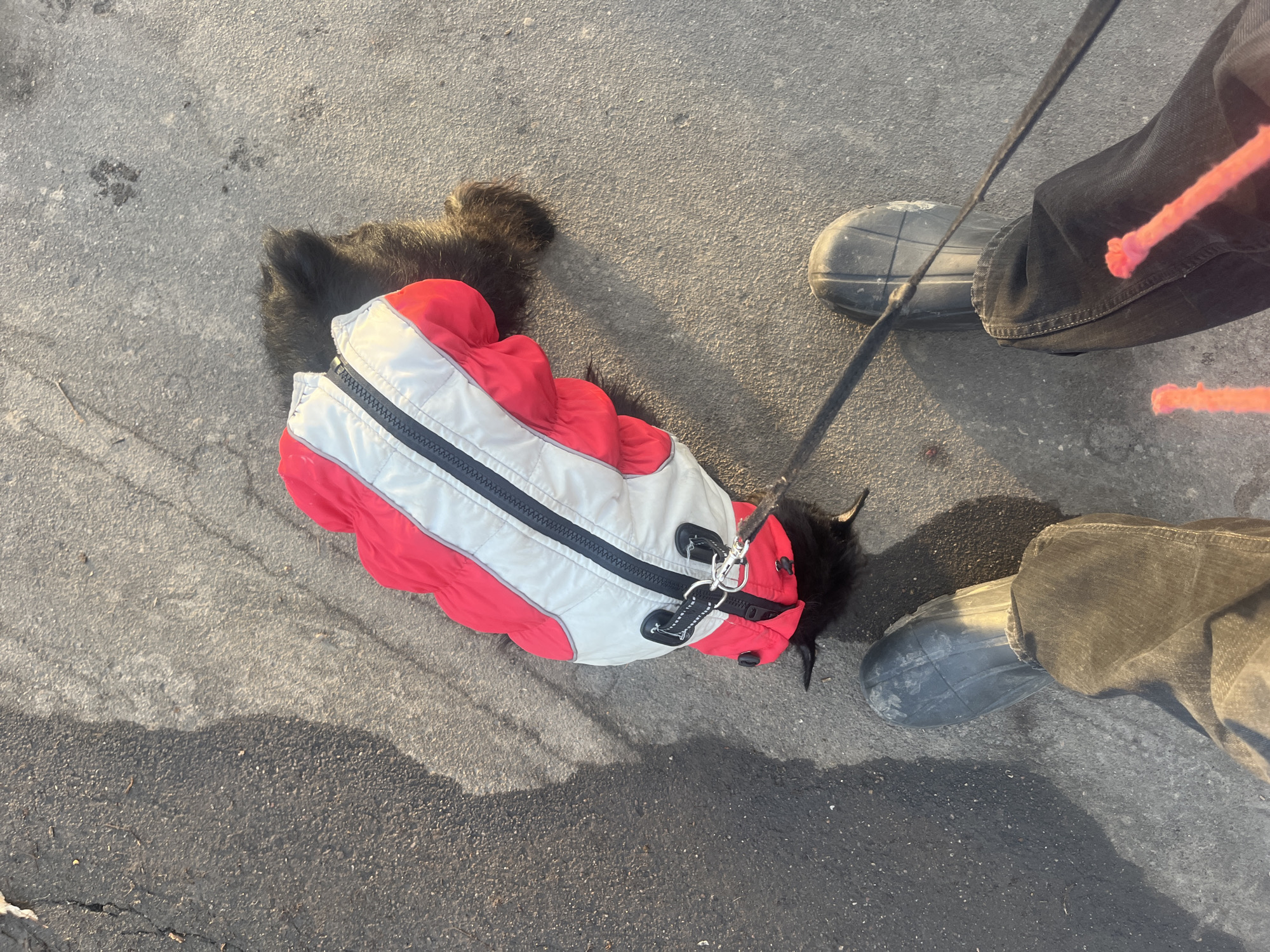 The image depicts a small black dog lying on a concrete surface, possibly a sidewalk or paved area. The dog is wearing a red and white winter coat with a zipper. A leash is attached to the coat. Two pairs of legs are visible, suggesting at least two individuals are present. One person is wearing dark jeans and dark-colored boots. The other is wearing lighter-colored jeans and boots. The setting is an urban environment with no obvious landmarks to pinpoint the location within Podolsk, Russia.