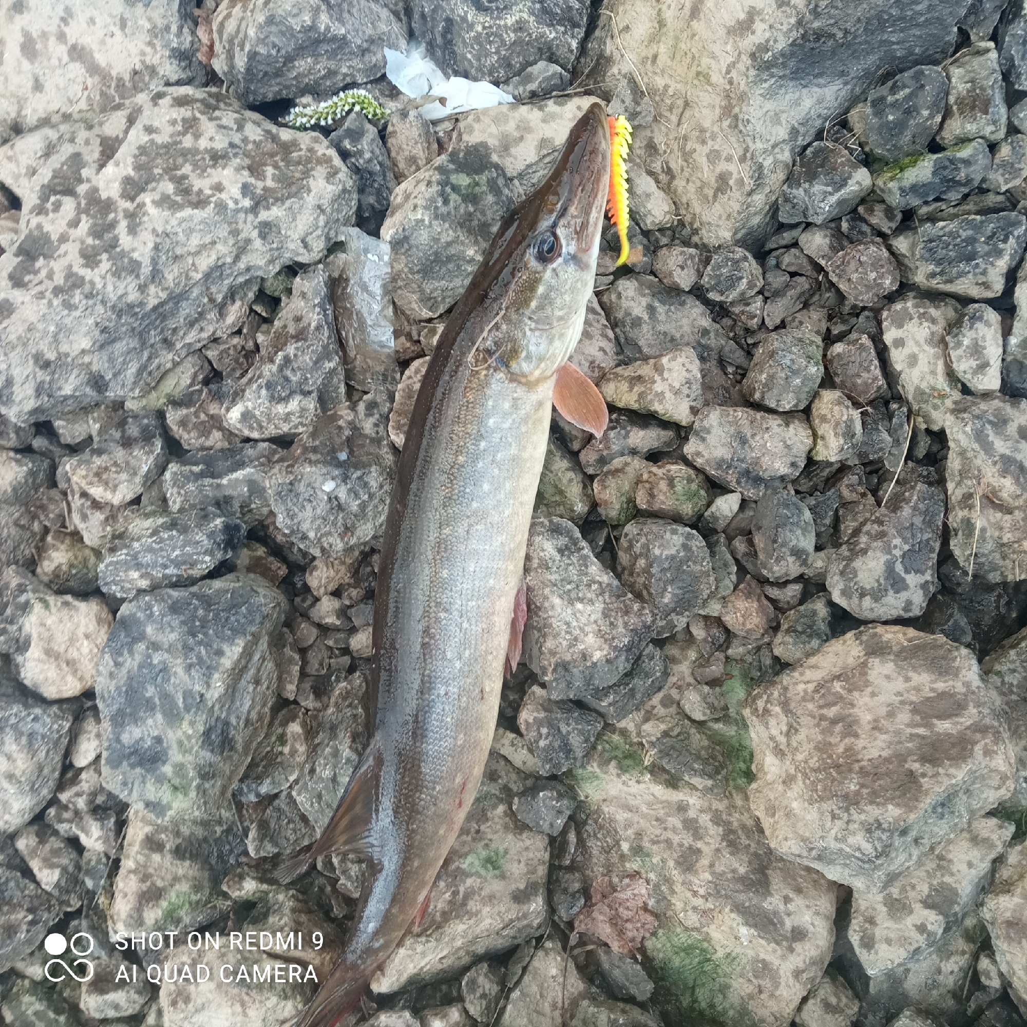 A long, silver-colored fish with an orange and yellow lure in its mouth is lying on a bed of grey and brown rocks. The fish is positioned vertically in the center of the image, with its head towards the top. A small patch of white flowers is visible among the rocks at the top left of the frame, along with what appears to be some white trash. The rocks are of varying sizes and shapes. The image's location is the city of Chaikovsky, Russia. No people are visible in the frame.