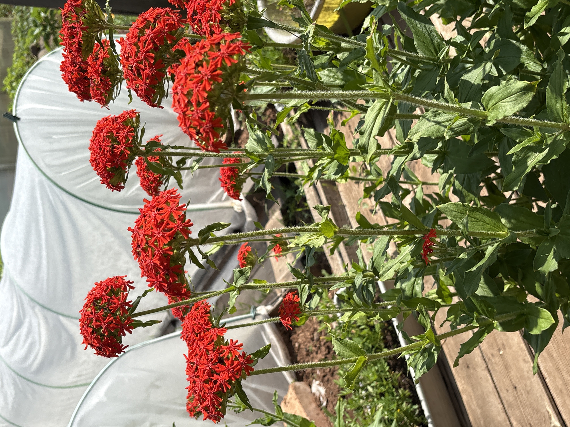 A cluster of red flowers, identified as Lychnis chalcedonica, are in bloom in a garden. The flowers are characterized by their star-shaped petals arranged in a dense, rounded head. They grow on tall, erect stems covered in fine hairs, with lance-shaped green leaves emerging at intervals. In the background, white polyethylene tunnels are visible, suggesting a controlled gardening environment. The ground is covered with soil and wooden planks, indicating an outdoor setting within a city. The scene is illuminated by bright sunlight, casting shadows and highlighting the vibrant red of the flowers. The location is Bratsk, Russia.