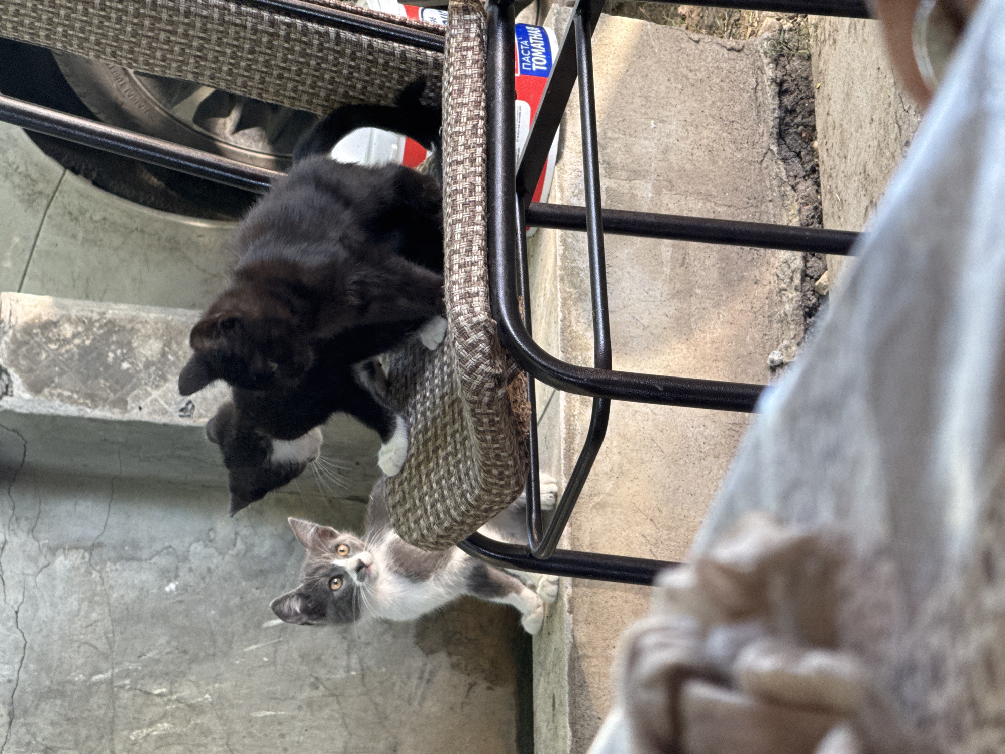 Three kittens are on a patio in front of a concrete wall. One kitten, gray and white, is sitting on a stone ledge to the left, looking towards the right. Two black kittens are on a woven chair seat in the center. One black kitten is sitting with its back to the viewer, and another black kitten is partially visible behind it, facing left. A car tire and a red and white can with Cyrillic lettering are visible behind the chair. The ground is concrete and dirt.