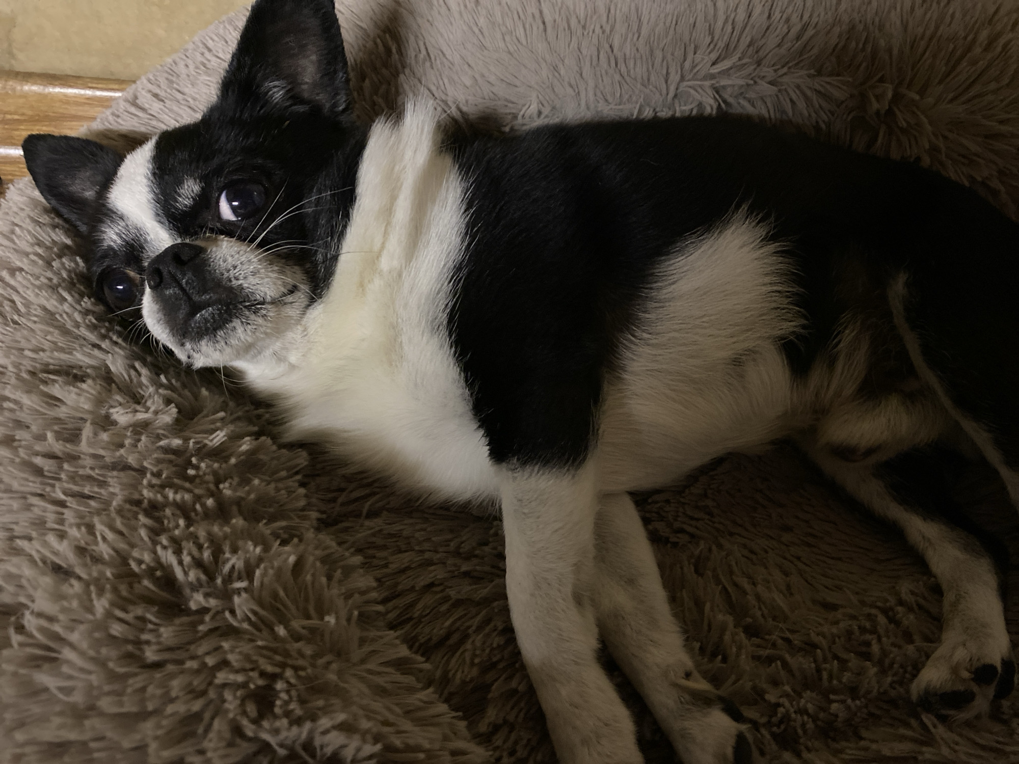 A black and white dog is lying on a fluffy brown dog bed. The dog is facing to the left, with its head propped up and its eyes looking towards the camera. Its body is stretched out, and its paws are resting on the bed. The dog bed is soft and plush, with long, shaggy fibers. The background is out of focus, but appears to be a wooden surface. The lighting is dim, creating a warm and cozy atmosphere.