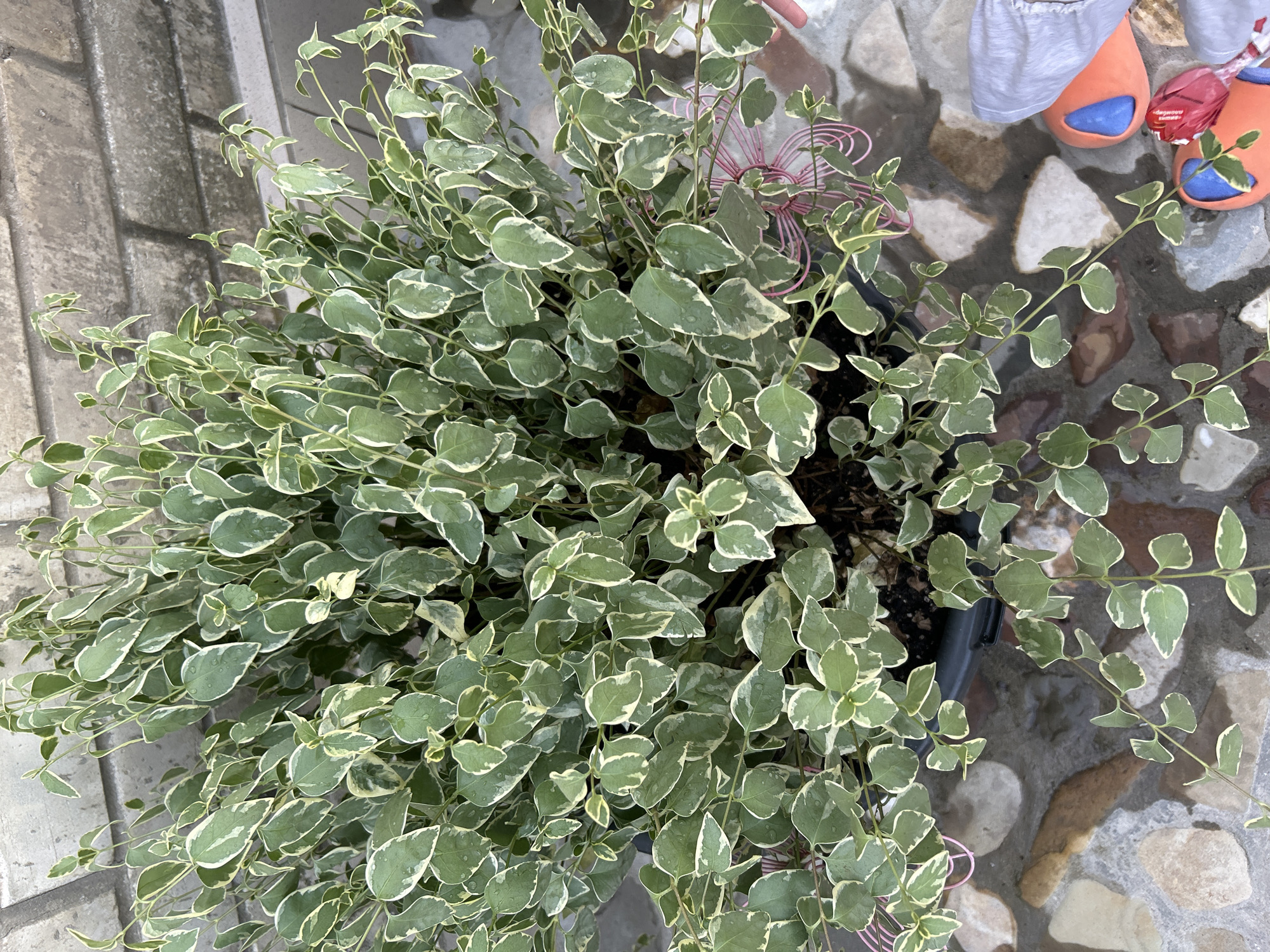 The image shows a close-up, overhead view of a potted plant with variegated green and white leaves. The plant appears to be a vining variety, with many small, oval-shaped leaves clustered on thin stems. Some leaves have small water droplets on them, suggesting recent watering or dew. A pink wire decorative element, possibly a plant support, is visible intertwined within the foliage.
In the background, the plant is placed on a stone patio with irregularly shaped, multi-colored stones. To the right and top of the image, parts of two people are visible: one person's feet wearing orange slip-on shoes with blue accents, and another person's lower legs clad in light gray fabric. A small red object, possibly a toy or decoration, is also present near the shoes. The setting appears to be outdoors, likely in a garden or courtyard, given the paving stones and the presence of a potted plant. The lighting suggests it is daytime, and the weather is likely pleasant enough for outdoor activities. No discernible text is present in the image. The overall impression is a casual, domestic scene.