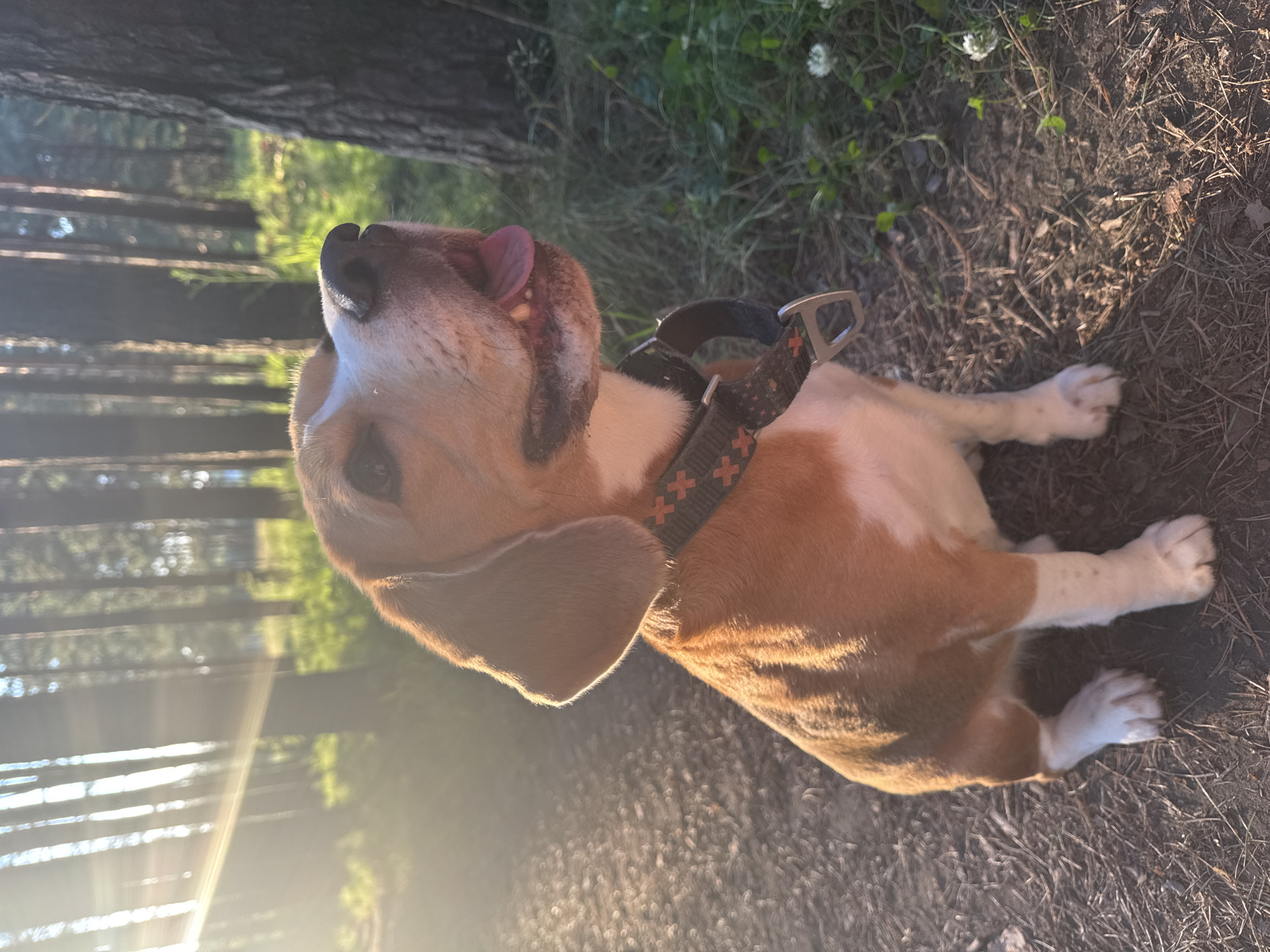 A beagle dog is lying on the ground in a wooded area, its head tilted up and its tongue sticking out. The dog is wearing a collar with orange and black crisscross patterns. Sunlight filters through the trees, casting lens flares across the image. The ground is covered in dirt, pine needles, and dry grass. In the background, tall trees with thin trunks are visible, and green foliage can be seen amongst them. The lighting suggests it is either early morning or late afternoon. The scene appears to be a peaceful moment outdoors.