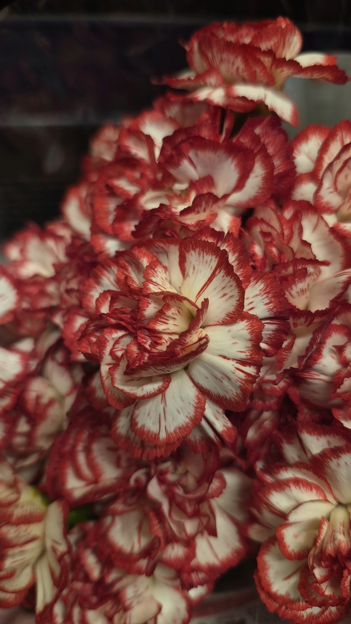A close-up, overhead view showcases a lush bouquet of red and white carnations, their petals densely packed and ruffled. The flowers are predominantly white with striking red edges and streaks throughout their petals. The lighting is dim, creating a soft focus effect that emphasizes the texture and layered nature of the blooms. The background is dark and blurred, suggesting an indoor setting with minimal light sources. There is no indication of the location within Daugavpils, Latvia. The image focuses solely on the floral arrangement.