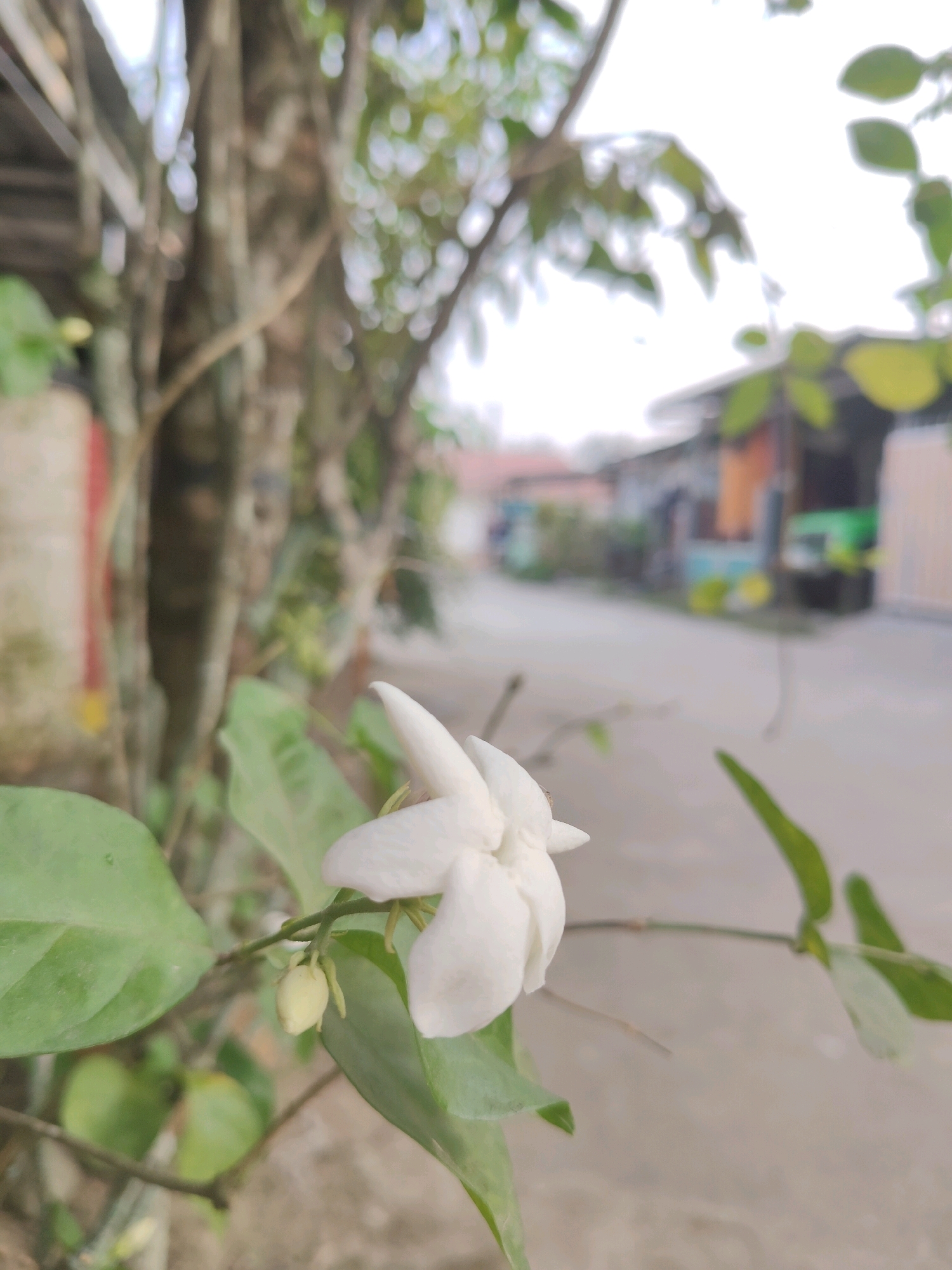 A white jasmine flower is in full bloom, its delicate petals unfurling against a backdrop of lush green leaves. The flower is positioned in the foreground, slightly to the right of the frame, drawing the viewer's attention. Behind it, a blurred background reveals a typical street scene in Samarinda, Indonesia. The street is paved, and on either side, modest houses with colorful walls and roofs are visible. A large tree trunk, with its rough bark, stands to the left of the flower, adding a natural element to the urban setting. The lighting suggests it's daytime, with soft light illuminating the scene. The overall impression is one of natural beauty intertwined with the everyday life of a residential area.