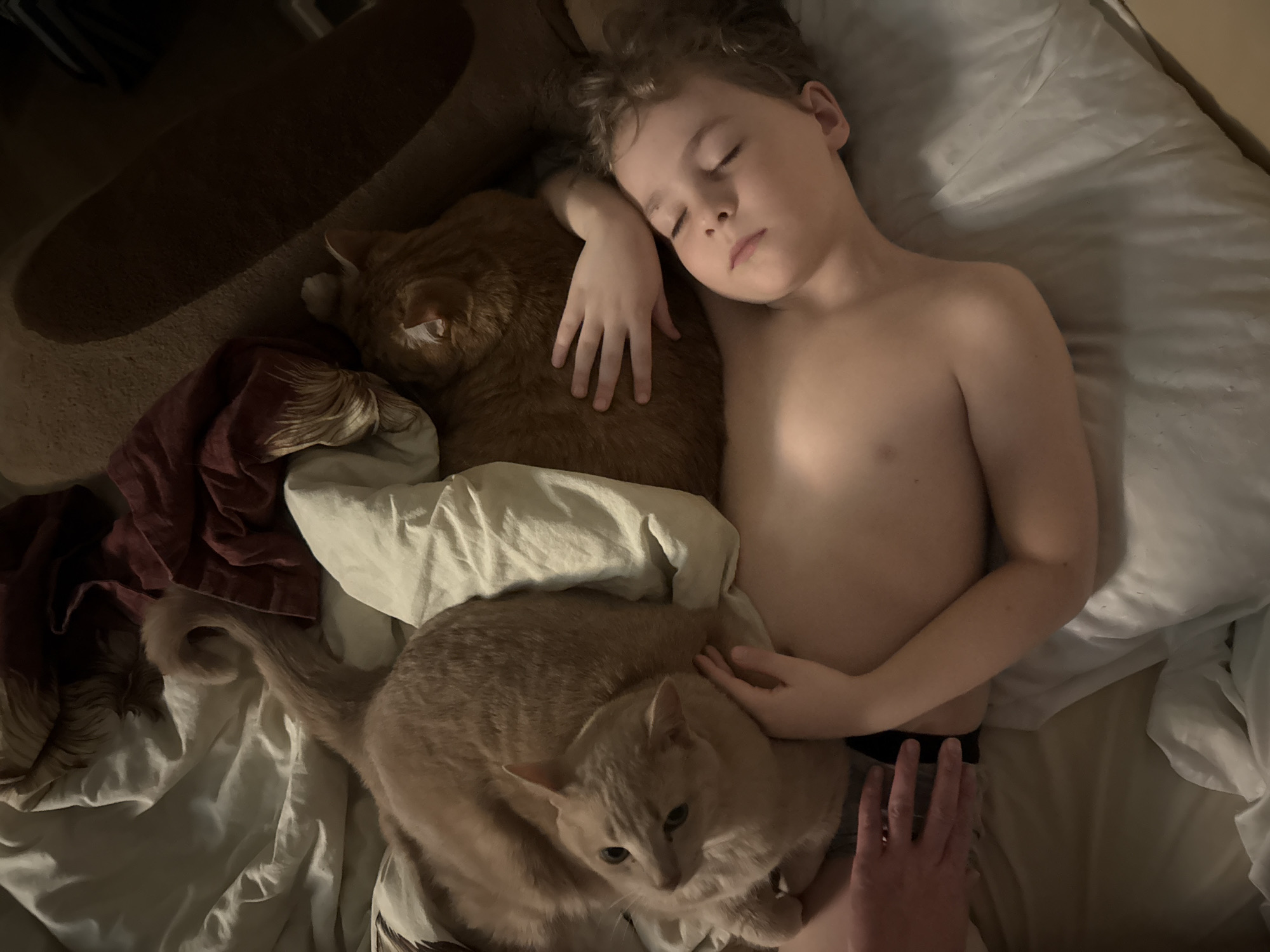 An overhead photograph captures a young boy and two ginger cats sharing a bed in a dimly lit room, likely in Krasnoyarsk, Russia. The scene exudes a sense of peace and companionship, suggesting either nighttime or early morning.
The central subject is a young boy, appearing to be between 6 and 10 years old, lying on his back with his eyes closed, indicating he is asleep. He has light brown, wavy hair and is shirtless, with the top of dark underwear visible at his waist. His left arm is bent, and his hand rests gently on the fur of a large, sleeping ginger cat positioned near his head. This cat's body is partially obscured by white bedding.
Closer to the boy's lower body, a second ginger cat lies awake, looking directly towards the camera with light-colored eyes. An adult human hand is visible resting affectionately on this second cat, near the boy's hip area. The bed is adorned with white sheets and blankets, along with a maroon-colored blanket or garment. The soft, warm lighting creates a cozy and intimate atmosphere, highlighting the tranquil bond between the boy and his feline companions. No visible text is present in the image.