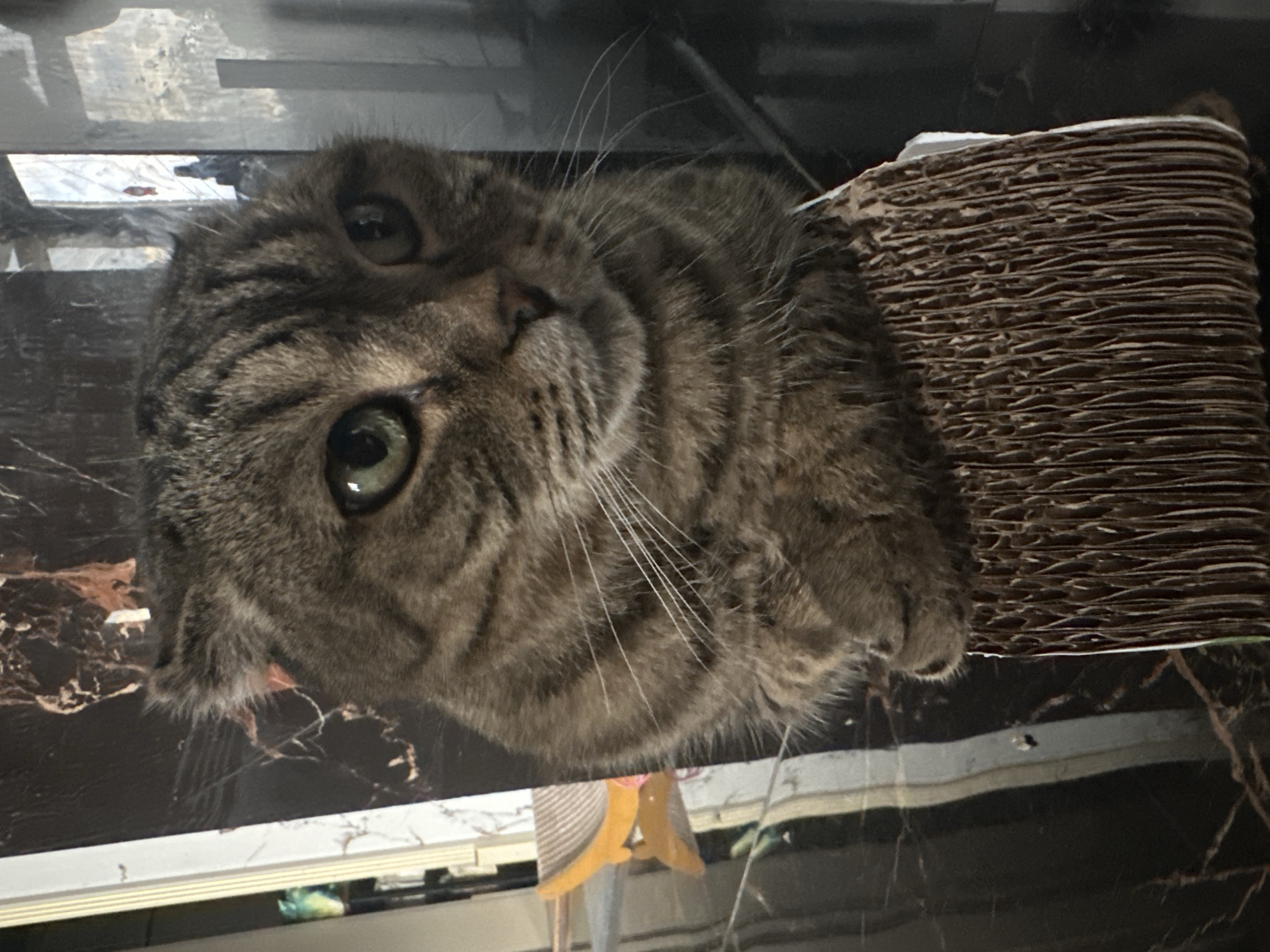 A close-up, eye-level, medium shot captures a tabby cat's face and upper body. The cat, with large green eyes and striped fur, is perched on a corrugated cardboard scratching post. Its ears are slightly folded back. The background consists of a dark, marbled surface on the left and a reflective, possibly glass, surface on the right, showing glimpses of an interior with vertical elements and what appears to be a red object on a staircase in the distance. The cat's paws are visible, resting on the scratching post. The lighting is subdued, with the primary light source seemingly from the right, creating reflections on the background surfaces. There are no discernible human subjects or overt actions beyond the cat's presence. The overall scene suggests an indoor domestic setting.