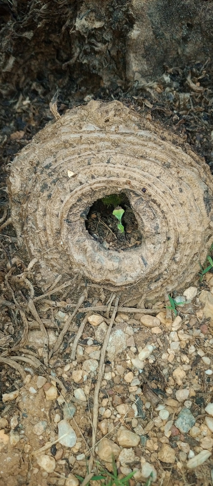 A close-up shot of a plant stump in Tinaquillo, Venezuela. The stump is circular with rings, and there's a hole in the center where a small green plant is growing. The area around the stump is covered with small rocks, dirt, and dried plant matter.