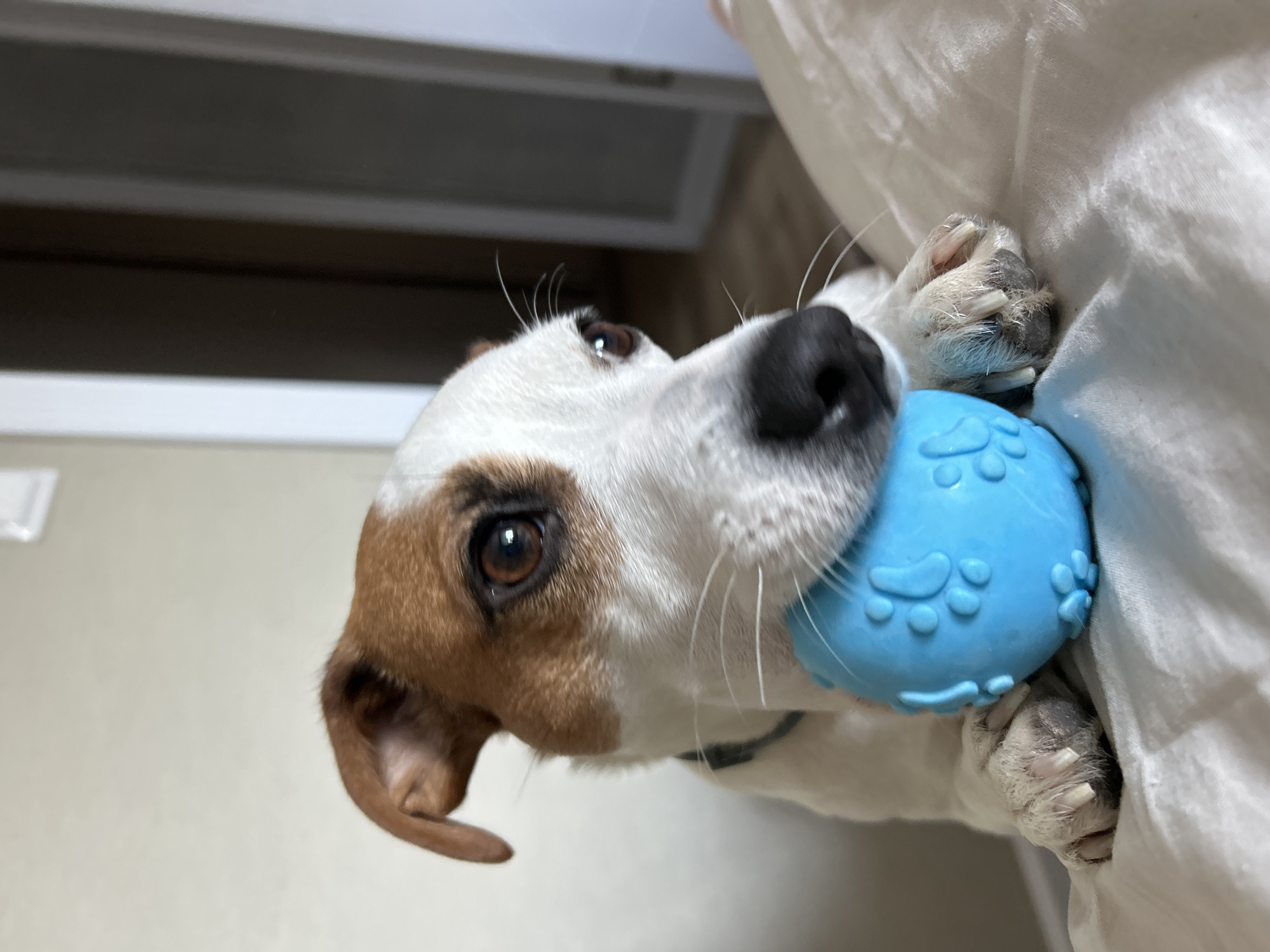 A close-up, slightly tilted indoor photograph captures a small, predominantly white dog with brown patches around its left eye and ear, possibly a Jack Russell Terrier. The dog is actively playing, holding a bright blue, textured rubber ball with decorative paw print patterns in its mouth. Its front paws are visible, with long claws, gripping crumpled white fabric, likely a bedsheet or blanket, which occupies a significant portion of the right side of the frame.
The dog's visible left eye is dark brown and appears alert and focused, looking slightly upwards and to the left. Its black nose is prominent, and several long white whiskers extend from its muzzle. The brown patch of fur extends from its ear down to around its eye. The background is softly blurred, showing hints of a light-colored wall and a darker rectangular structure, possibly a vent or part of a ceiling fixture, indicating a domestic indoor setting. The lighting is bright, suggesting daytime or a well-lit interior. The dog appears content and engaged with its toy. No text is visible in the image. The scene is set in Chaikovsky, Russia.