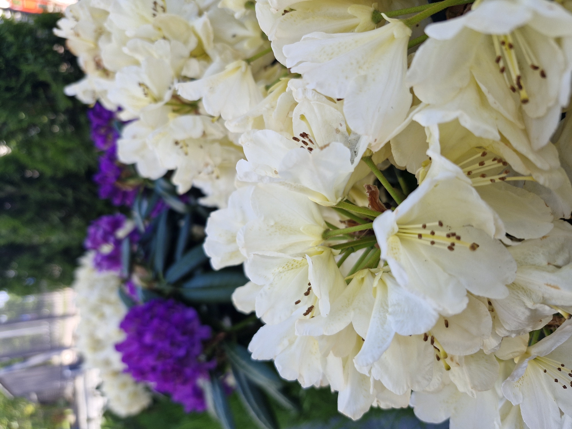 In this close-up, shallow-depth-of-field photograph, a cluster of white rhododendron flowers dominates the foreground. Their petals are tinged with a pale yellow and feature delicate brown stamen. In the background, out of focus, are purple rhododendron flowers and the dark green foliage of the plants. The overall impression is one of a lush garden setting, possibly in a park or residential area, bathed in natural daylight.