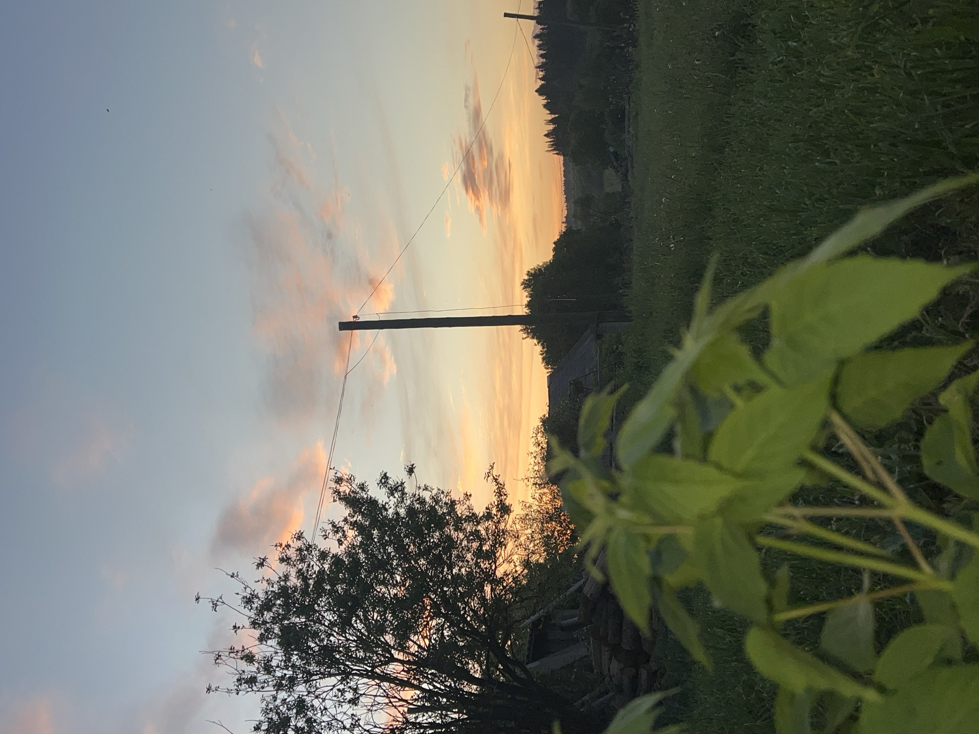 The image depicts a rural or semi-rural scene, likely during sunset or twilight. The foreground contains green foliage, possibly bushes or tall grass, partially obscuring the view. A silhouette of a tree is visible against the colorful sky. In the mid-ground, there is a wooden utility pole with wires extending from it. The background consists of fields and a line of trees, potentially a forest edge. The sky transitions from light blue to orange and yellow hues near the horizon, with scattered clouds tinted pink and orange by the setting sun. Without additional information, confirming the location in Panteleevka, Russia is not possible, but the scene is suggestive of a rural or countryside setting.