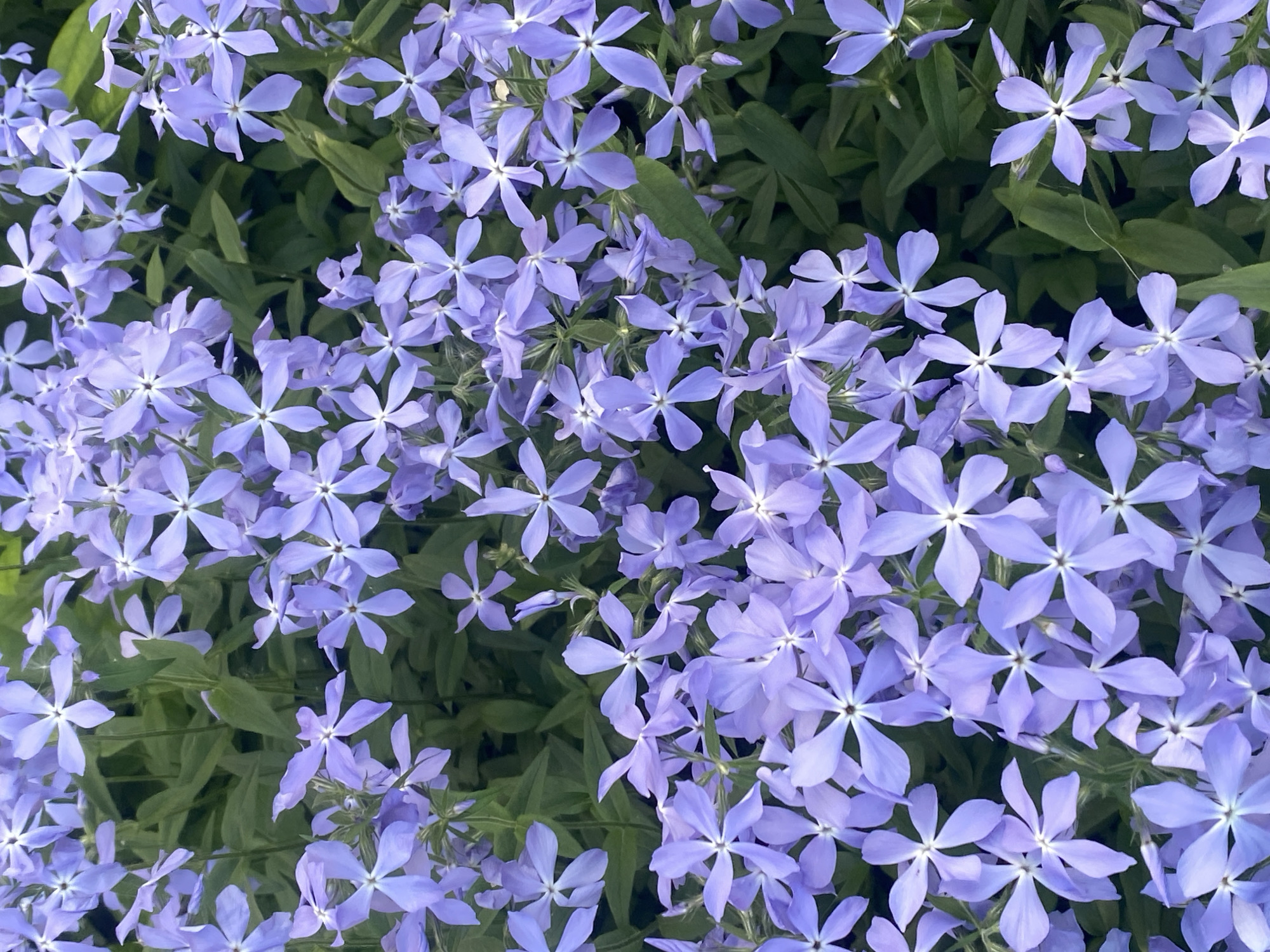 This close-up, top-down shot captures a dense cluster of light purple or lavender flowers with dark green foliage. The scene is filled almost entirely by the blossoms and leaves, suggesting a vibrant garden bed or natural ground cover.
The primary subjects are numerous small, star-shaped flowers, each typically featuring five evenly spaced petals with a slightly paler, almost white, center. Their soft, pastel hue dominates the foreground. These flowers are interspersed with and emerge from a backdrop of rich, dark green leaves. The foliage is visible as individual leaves and as shadowed masses beneath the flowers, providing depth and contrast to the lighter blooms.
There is no activity or event taking place; the image is a static portrayal of flora. The natural lighting suggests it was taken during the daytime, possibly in the morning or late afternoon, as the light is soft and diffused with no harsh shadows, indicating clear weather. The overall impression is one of natural beauty and tranquility. There are no people, objects other than the plants, or visible text. The location context indicates this scene is in Novokuznetsk, Russia.