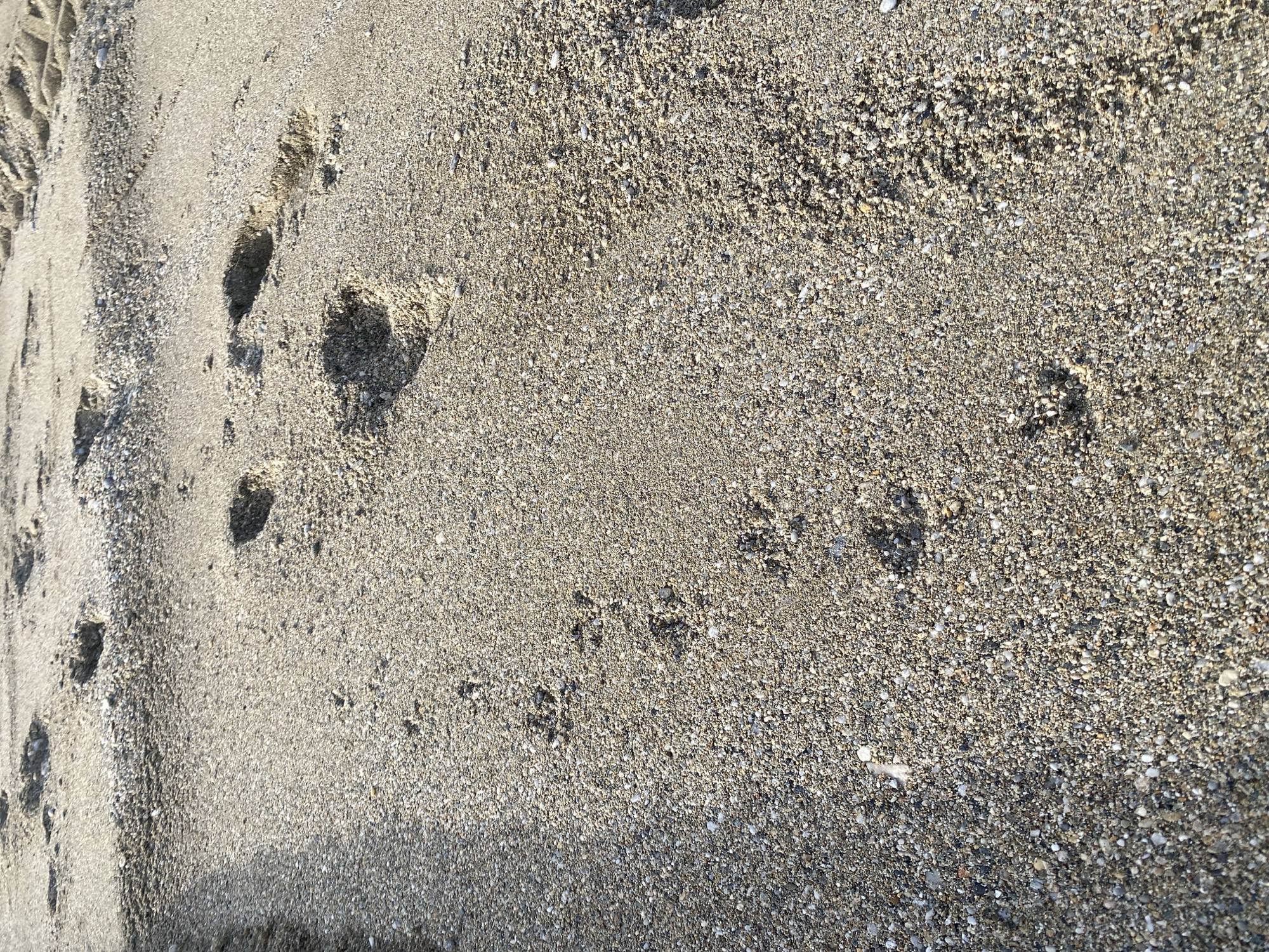 The scene shows sand, likely on a beach, with footprints and tire tracks visible. The sand appears to be a mix of fine grains and small pebbles. There are multiple sets of footprints going in different directions. One set is larger, appearing to be human footprints, while other sets are smaller and could be animal tracks. The tire tracks are to the left and are perpendicular to the path of the footprints. The location is likely Alanya, Turkey, as specified. The time of day cannot be determined.