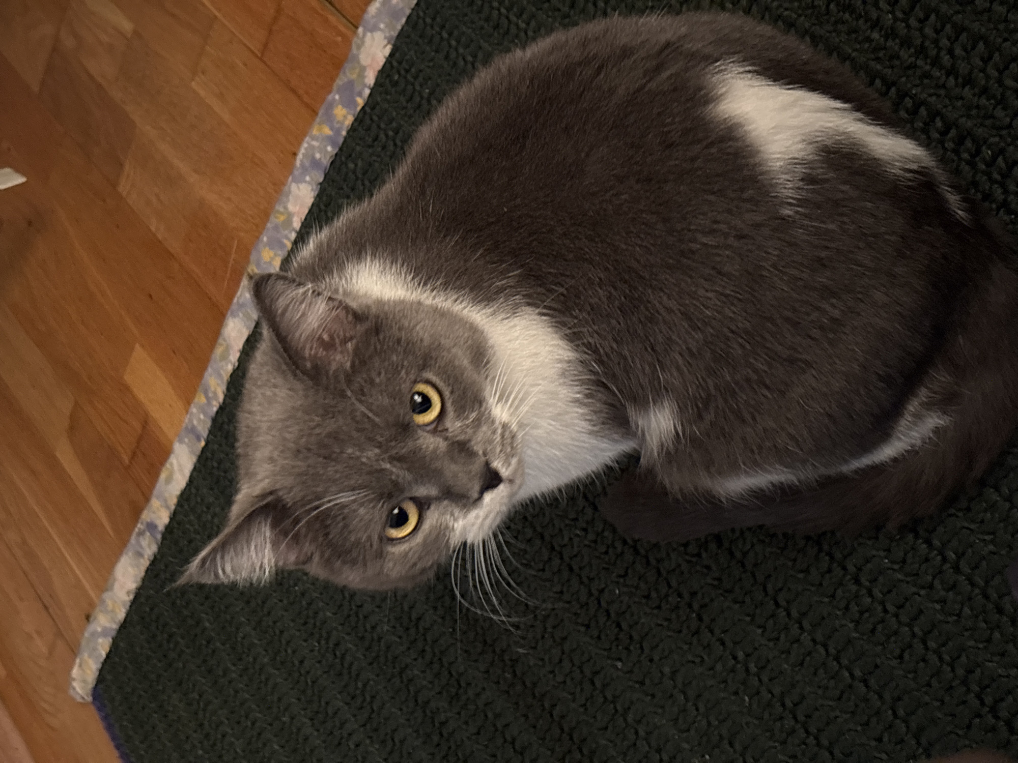 An overhead shot captures a grey and white domestic cat lying on a dark green, textured rug. The cat's fur is predominantly a medium-to-dark grey, with striking white markings on its chest, chin, and a distinct white streak running along its back. The cat has bright, piercing yellow eyes and long, white whiskers that fan out from its muzzle. It is looking directly up towards the viewer with an alert and curious expression. The cat's body is somewhat curled, with its head turned to face the camera.
The rug it rests on appears to have a coarse, woven texture. A narrow border of the rug, made of a lighter-colored fabric with a subtle pattern (possibly floral), is visible along its edge. Beyond the rug, to the left and top of the frame, a wooden floor with visible planks and grain extends, suggesting an indoor setting. The lighting is even, illuminating the cat's features clearly. There is no visible text in the image. The scene takes place in Lukintsy, Russia.