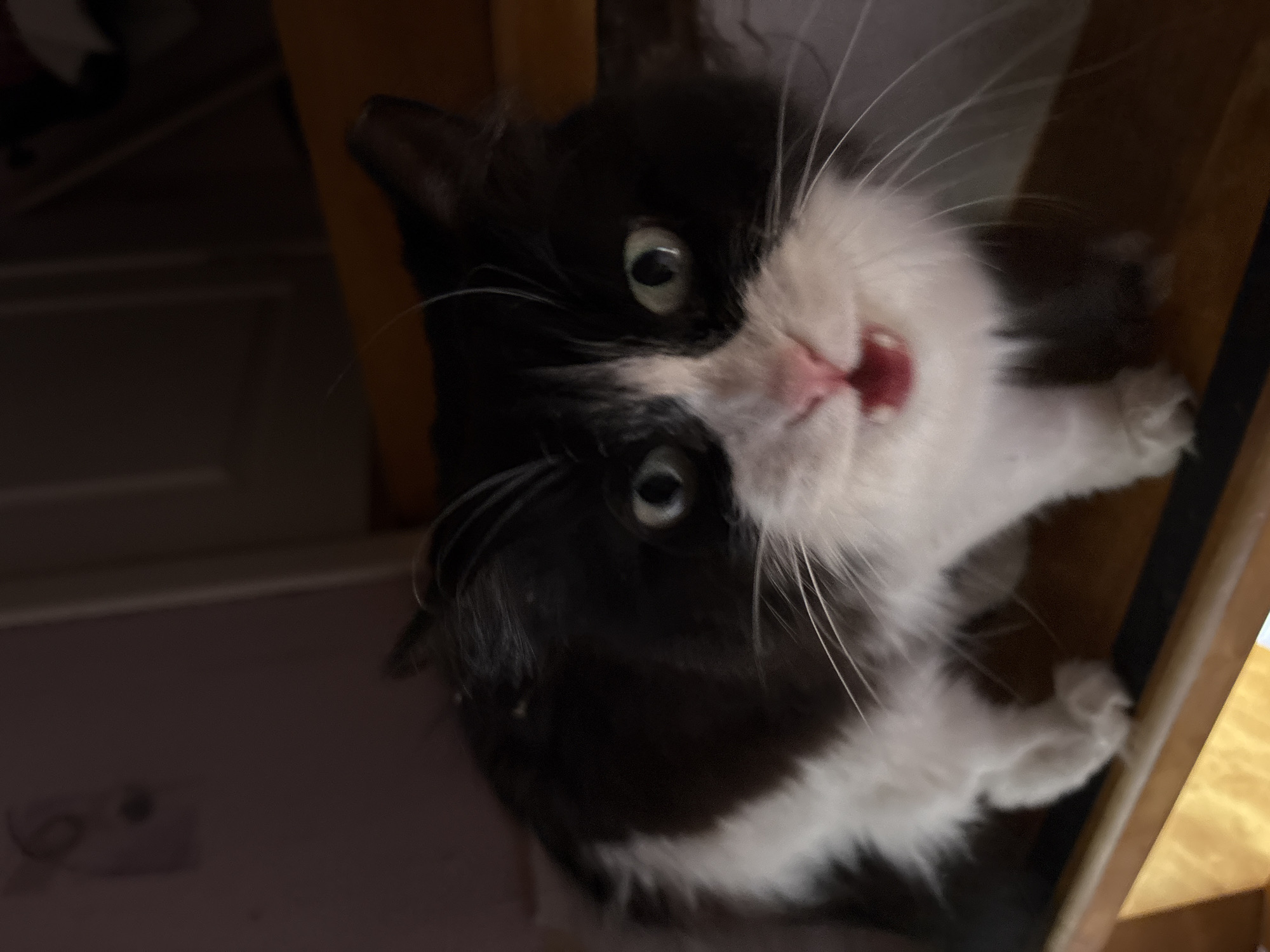 A black and white cat is looking up at the camera. Its mouth is open, and its tongue is visible. The cat is reaching with one paw to climb a table. The location is not discernible from the image.