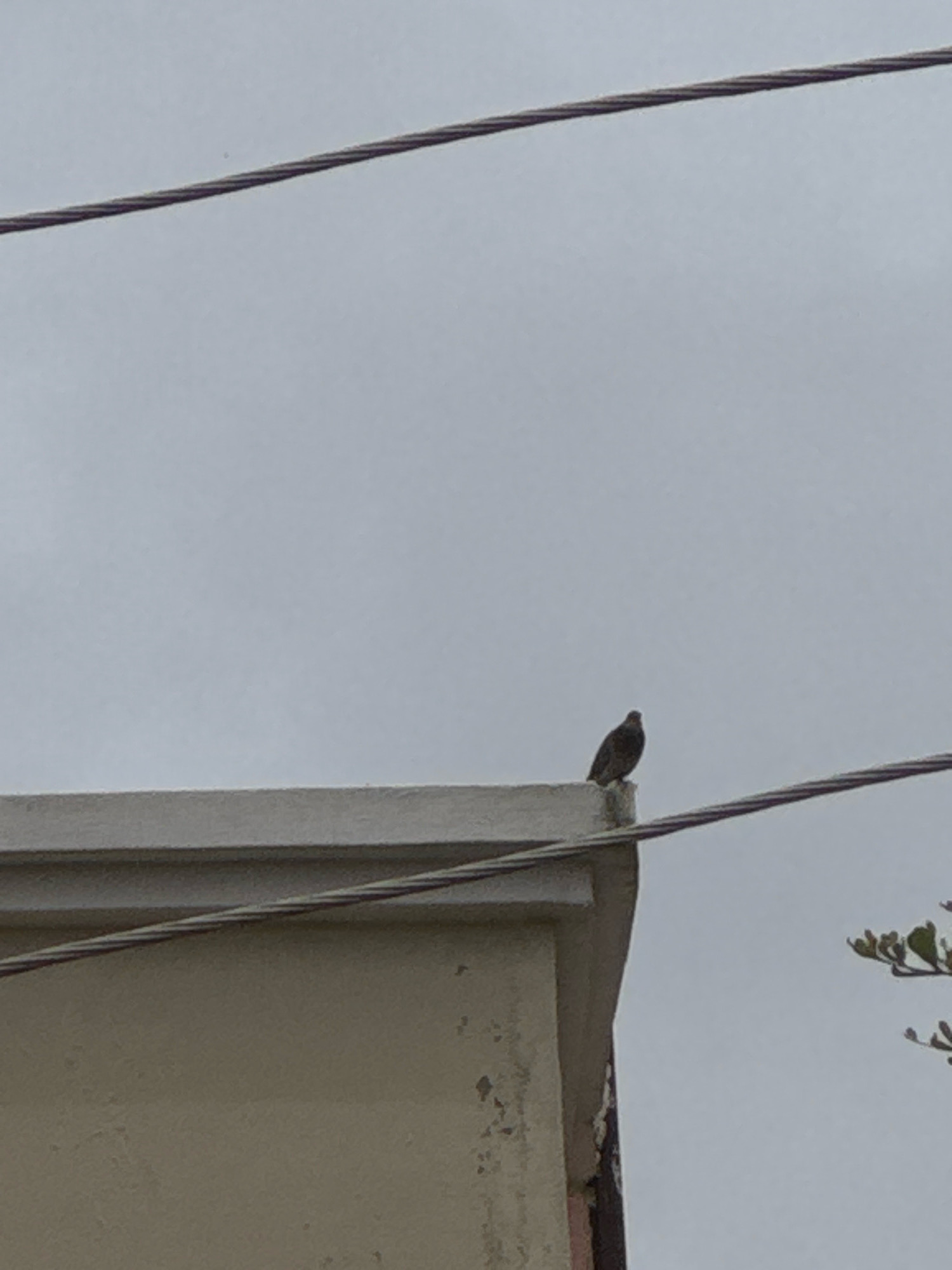 An overhead shot captures a singular bird perched on the corner of a light-colored, concrete building. The bird is dark in color and appears to be a pigeon. It is positioned on the edge of the building's rooftop, facing to the left. The background is a muted, overcast sky, suggesting a cloudy day. Two prominent wires stretch horizontally across the frame, one above the building and another diagonally in front of it, obscuring part of the view. To the right, the blurry green foliage of a tree is visible. The building itself shows some signs of weathering, with a few chipped areas on its facade. The overall impression is one of urban stillness, with the bird as the sole point of activity against a backdrop of gray skies and utilitarian infrastructure.