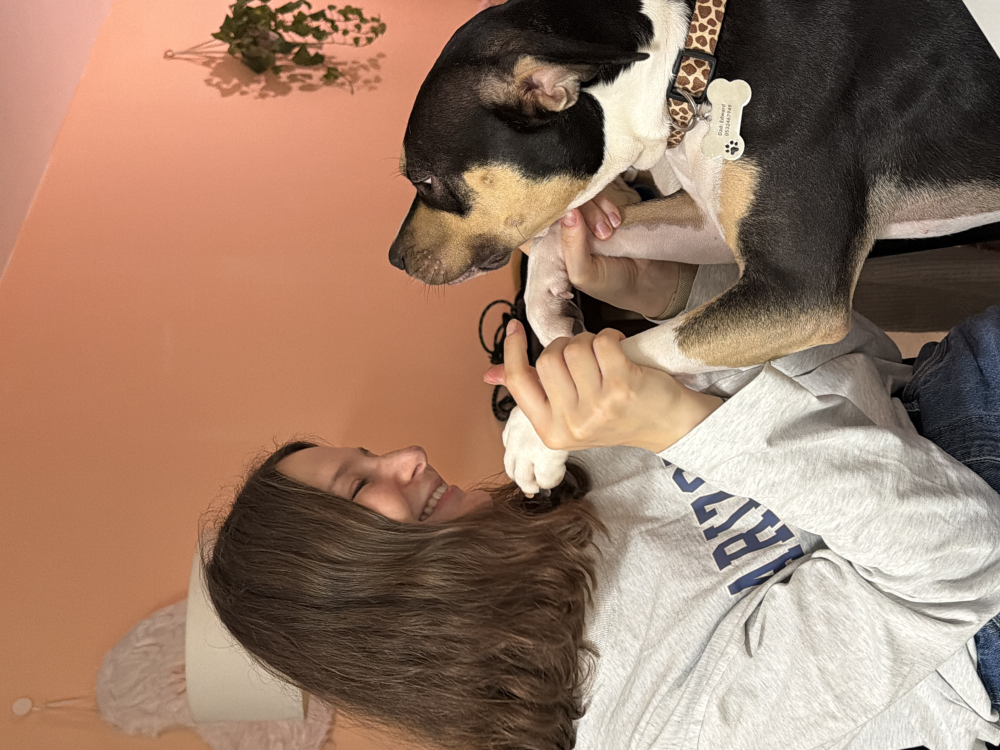 An indoor photograph captures a young female interacting with a dog. The female, possessing long, dark brown hair, wears a grey long-sleeved shirt with "ARIZONA" inscribed in blue text and blue jeans. She is smiling and looking towards the dog, holding its front paws with both hands. The dog exhibits black, tan, and white fur patterns and wears a giraffe-print collar with a bone-shaped identification tag. The tag is inscribed with "Dadi Edward" and the phone number "0552467949". The dog is looking upwards at the female with its mouth slightly open. The background features a solid peach-colored wall. To the upper left, a white light fixture with a cream shade is partially visible, along with a fluffy white decorative item. To the upper right, a green hanging potted plant casts shadows on the wall. The scene is located within a private residence in Tel-Aviv, Israel, as evidenced by the Israeli phone number on the dog's tag.